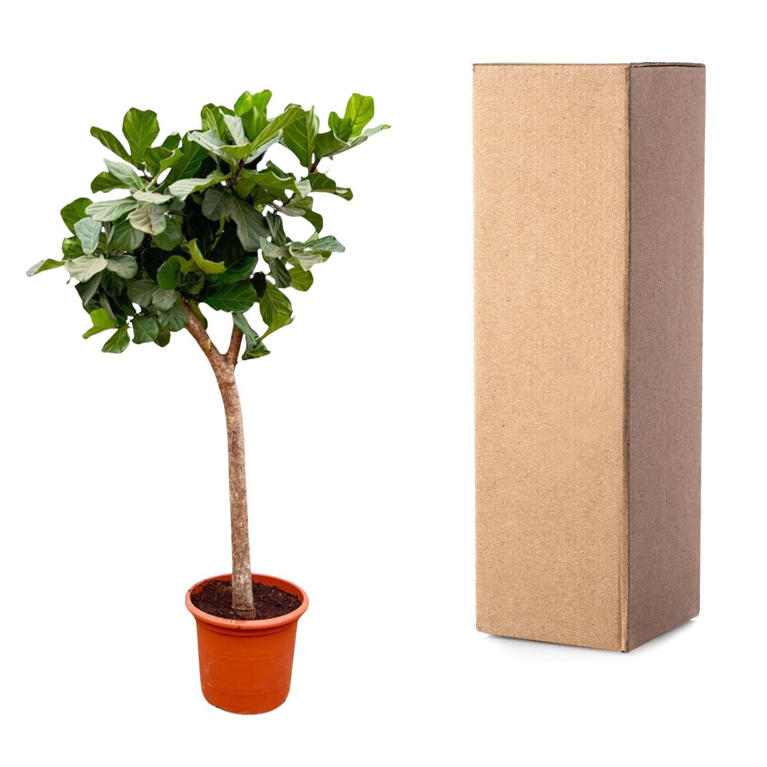 Geigenfeige - Ficus Lyrata Baum XXXL - 230cm - ø42