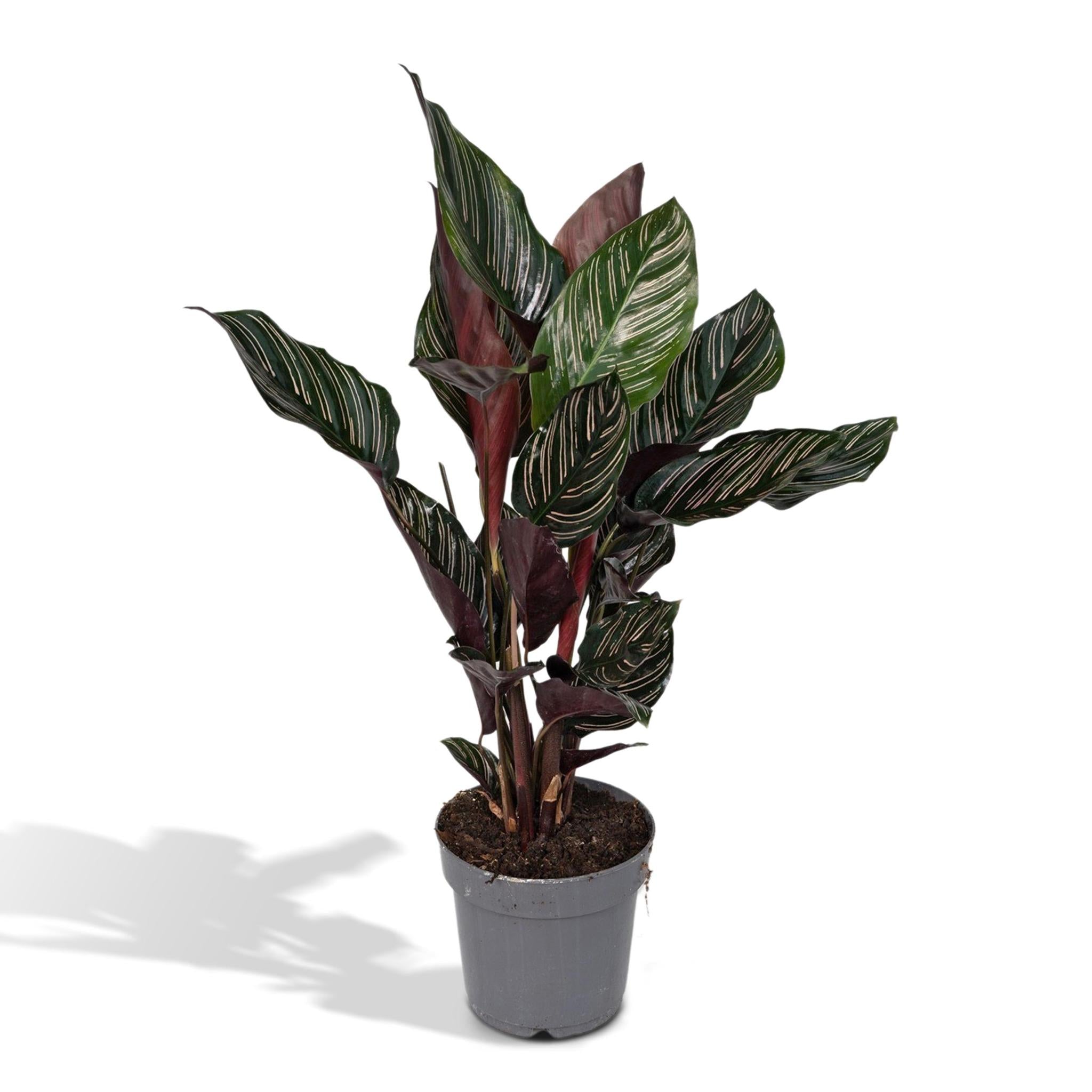 Gebetspflanze - Calathea Ornata - Ø14 - ↨50cm