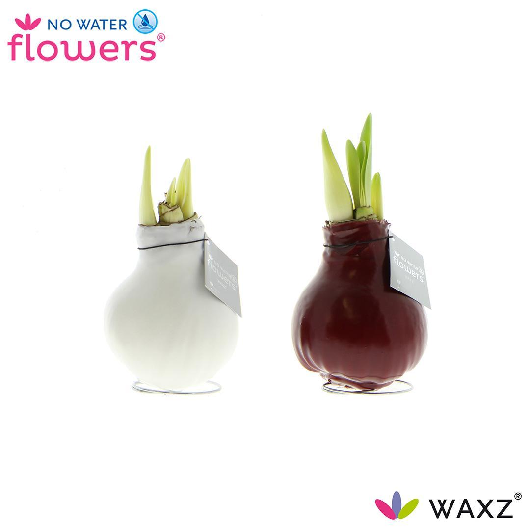 No Water Flowers Waxz Colorz - 2 Stück - Ø7 cm - ↕15 cm