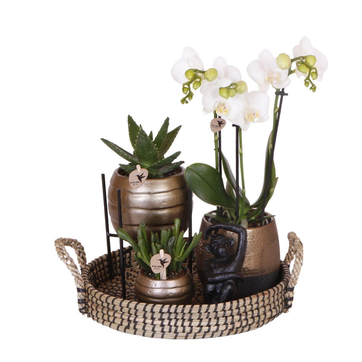 Kolibriebedrijf | Complete plantenset Home Hub | Groene planten met witte Phalaenopsis orchidee inclusief zwarte keramische sierpotten en accessoires