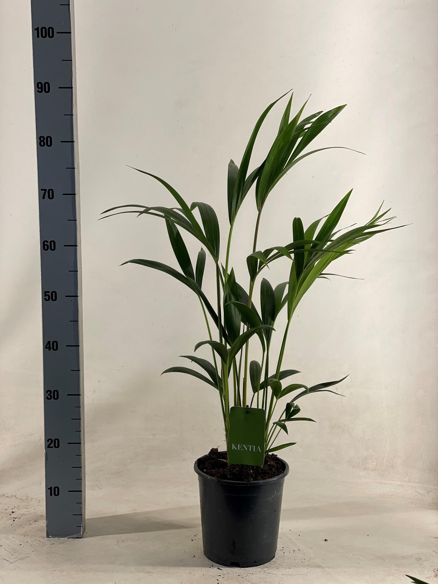 Kentia Palme - Howea Forsteriana - Ø19cm - ↕90cm