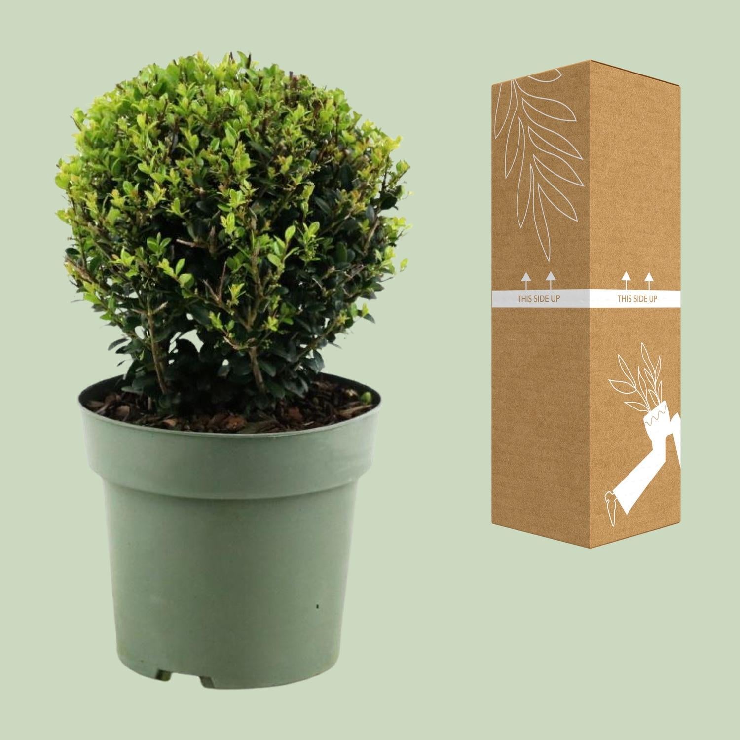 Ilex Crenata 'Jenny'® Bal Ø20cm P17 - Ø17cm - ↕40cm