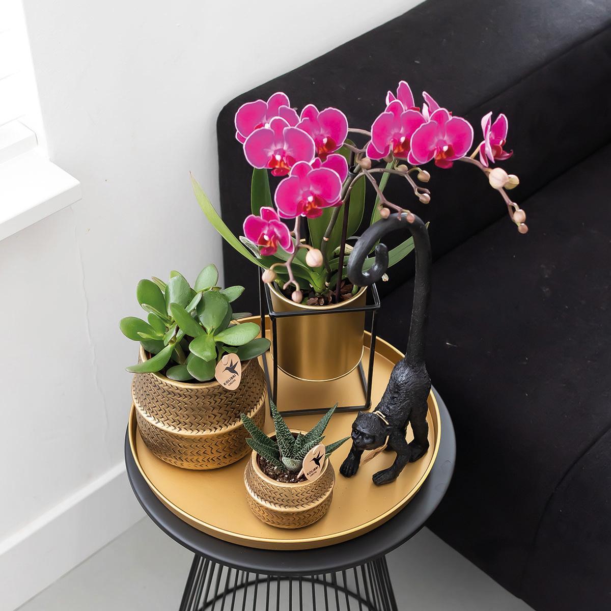 Orchidee COMBI DEAL von 2 lila Phalaenopsis Orchideen - Morelia - Topfgröße Ø9cm | blühende Zimmerpflanze - frisch vom Züchter