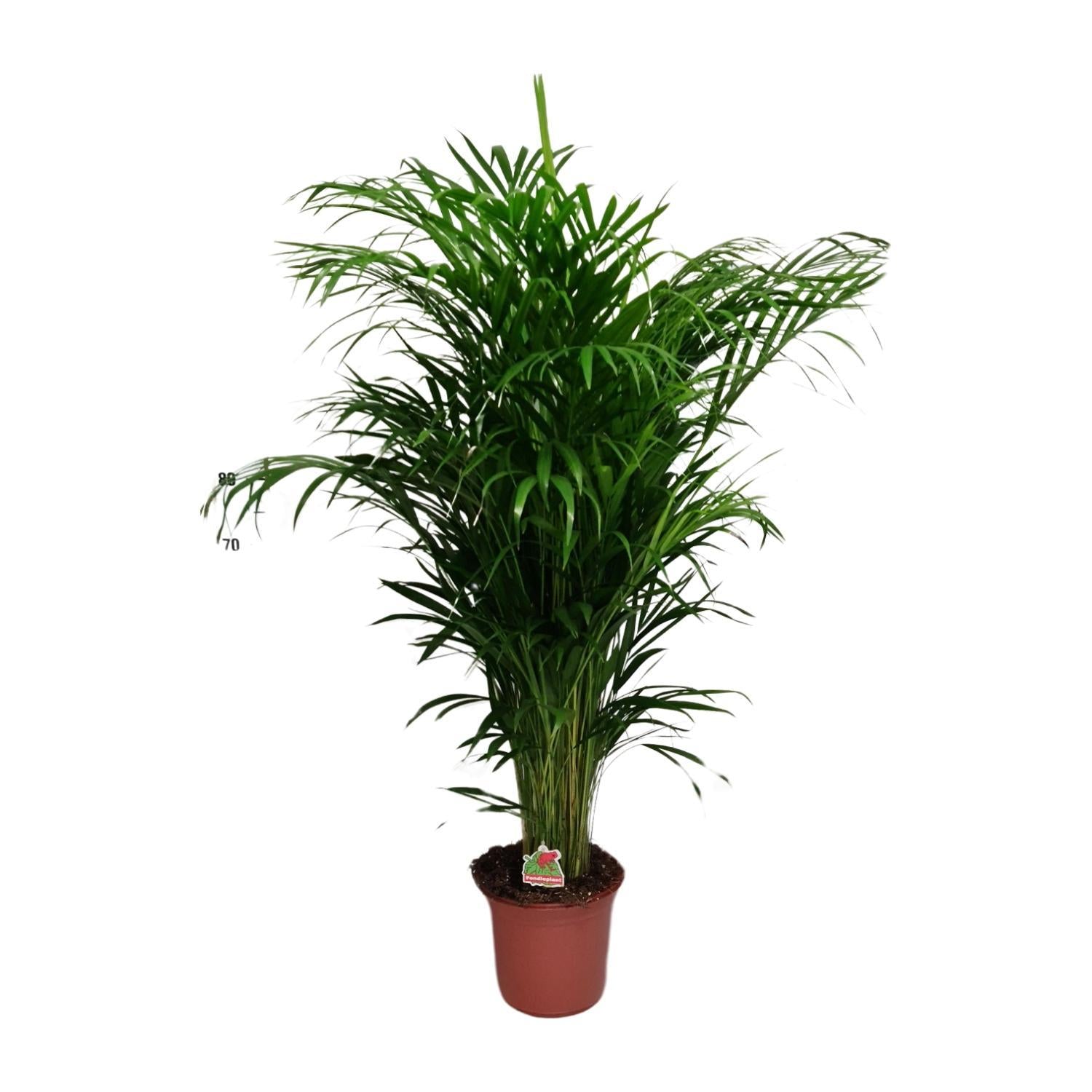 Arecapalme - Dypsis Lutescens - Ø24cm - ↕125cm