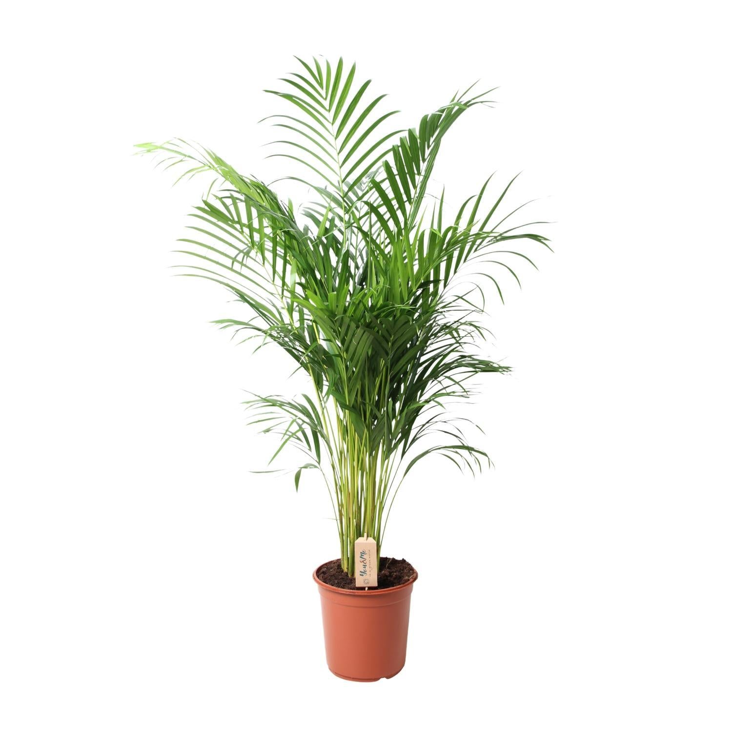 Arecapalme Dypsis Lutescens - Ø24cm - ↕110cm