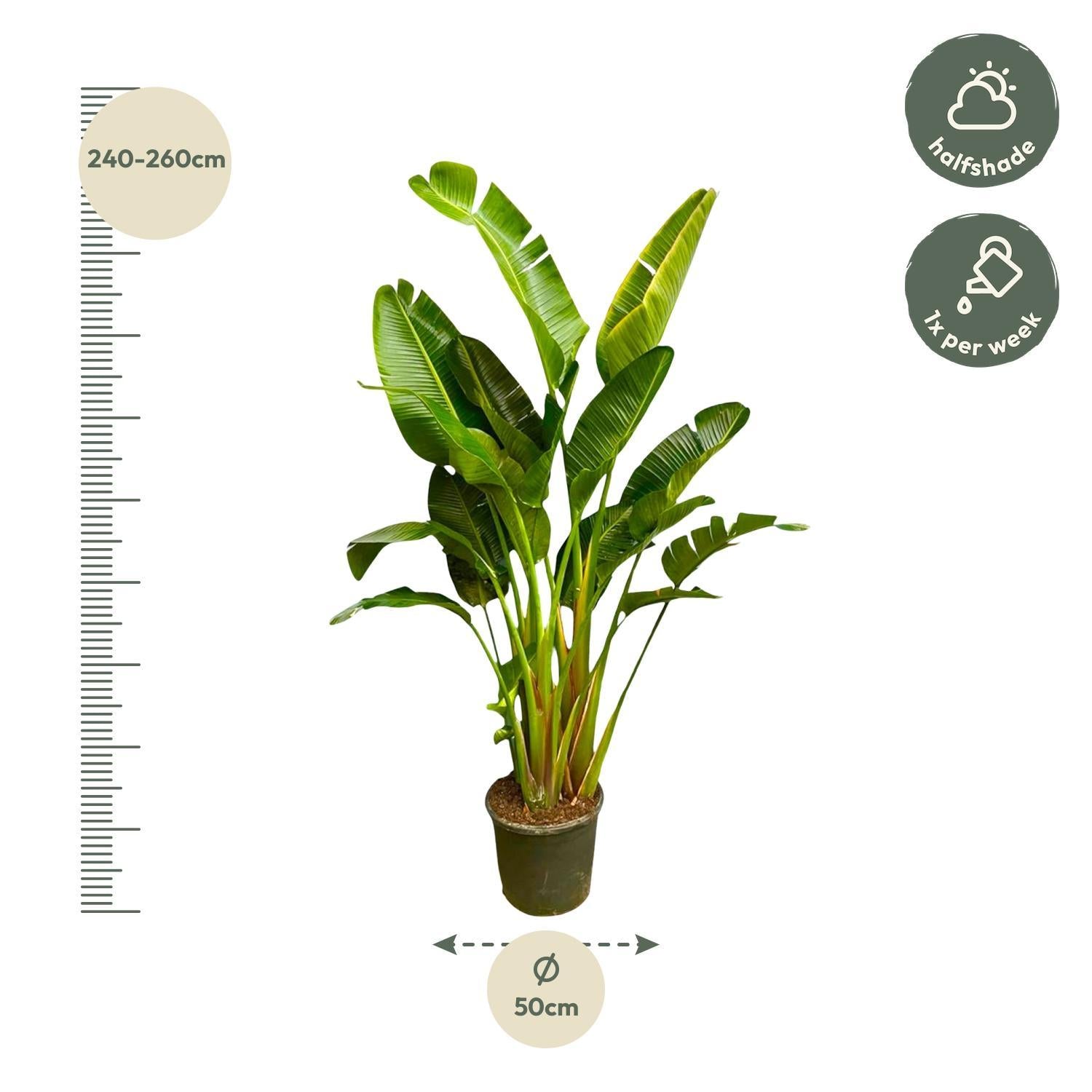 Strelitzia Augusta multistam XXL - 250 cm - ø50