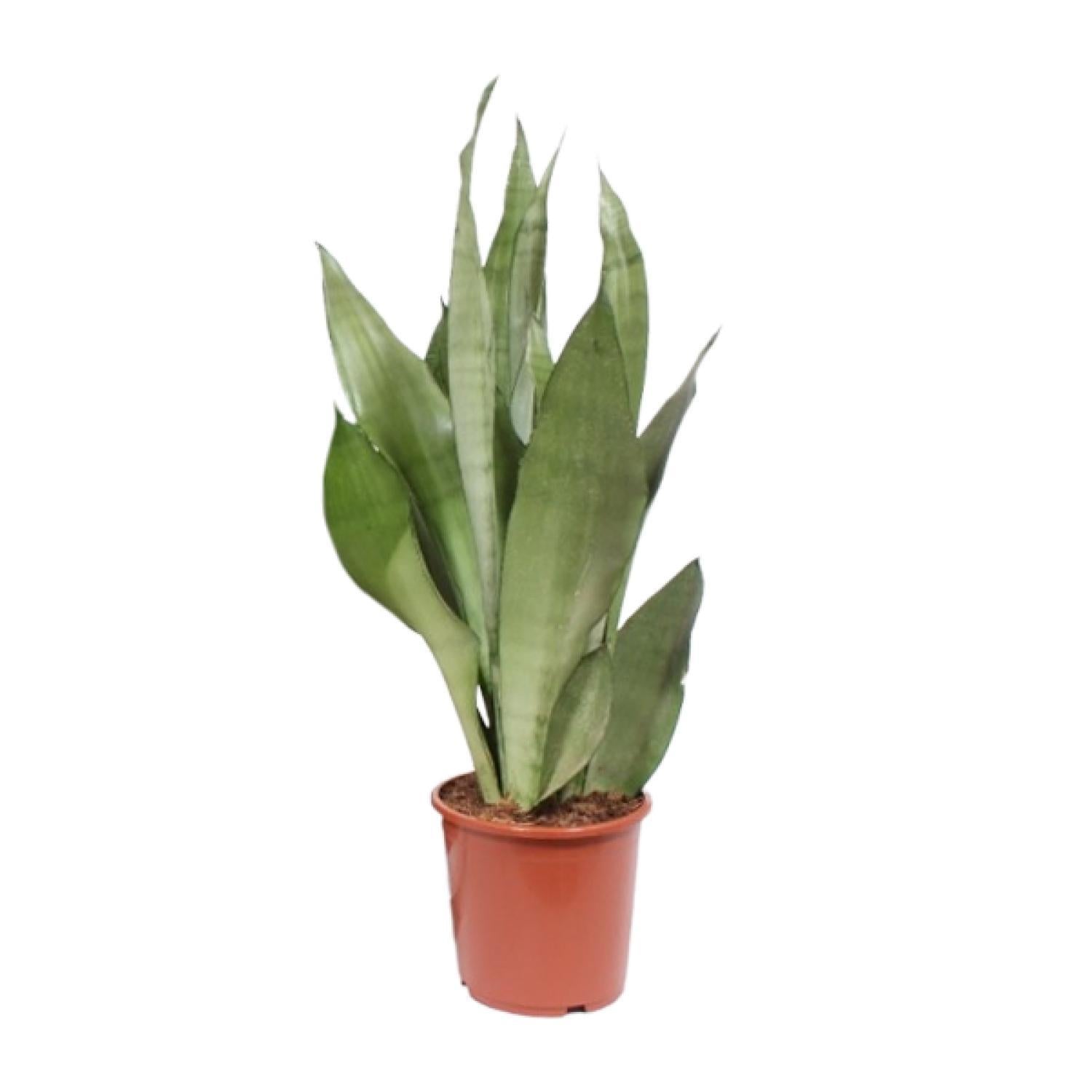 Sansevieria Maneschijn - Ø17cm - ↕60cm