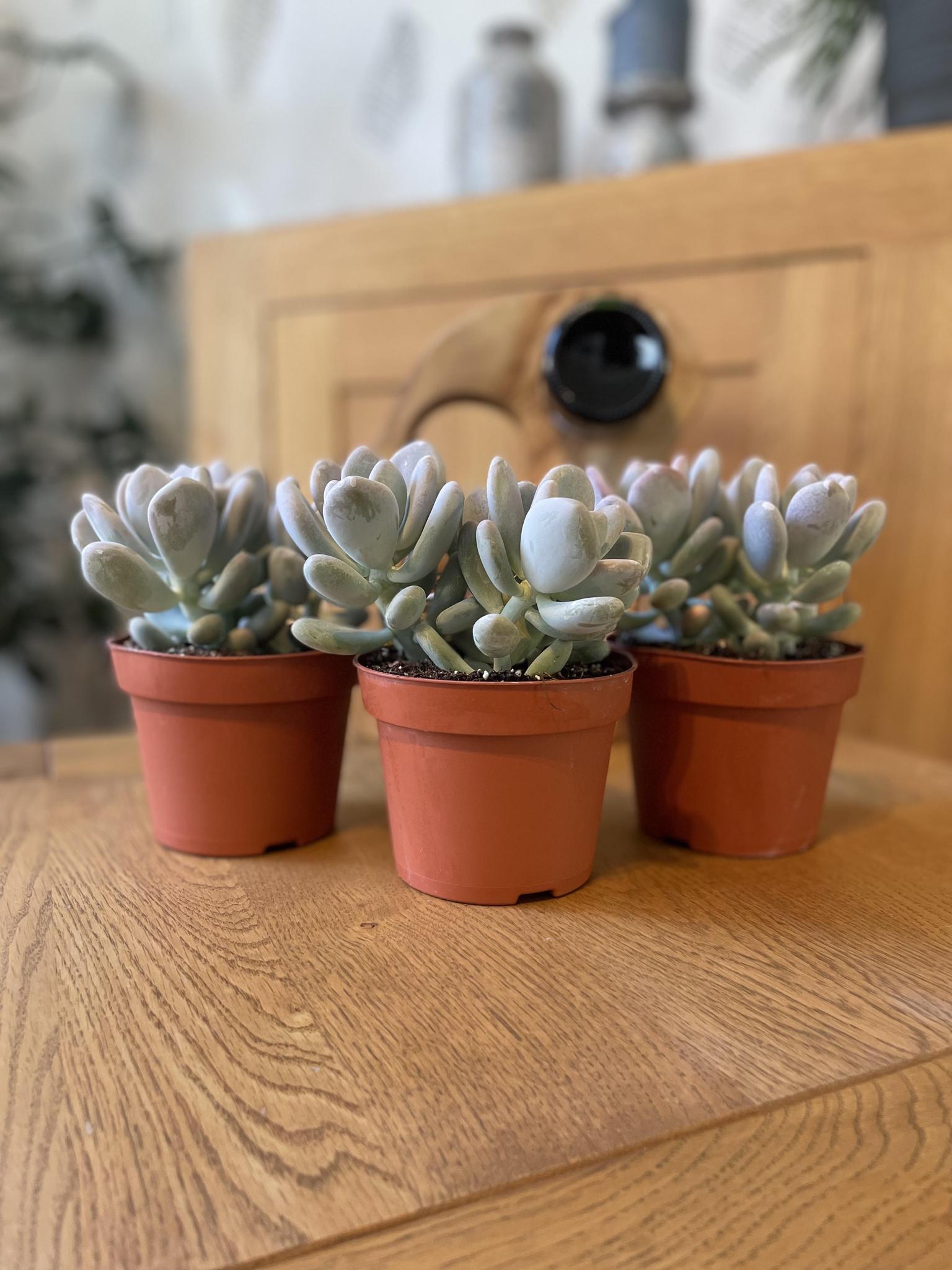 Sukkulenten Set - Pachyphytum Oviferum - 12cmØ- 15-20cm