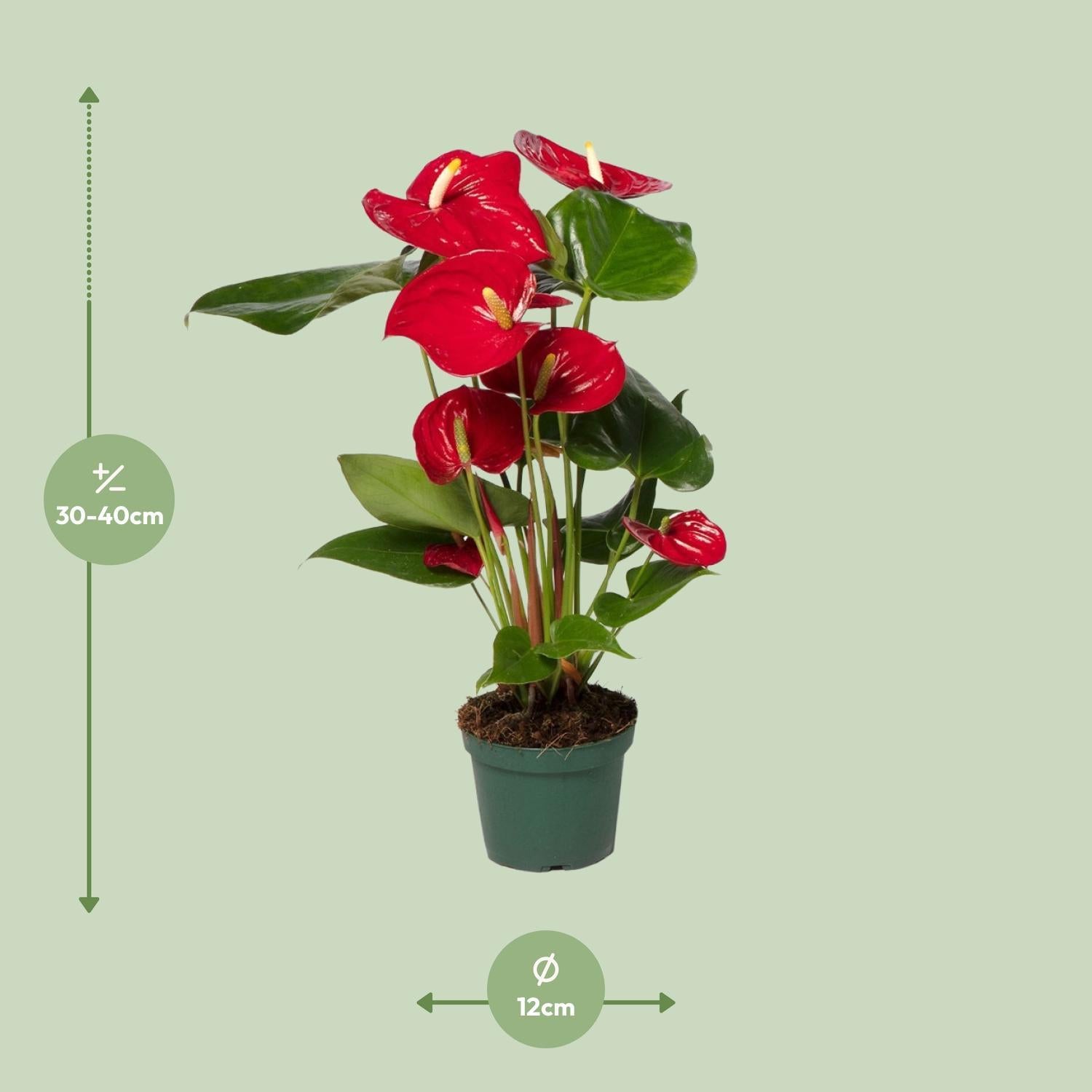 Anthurie - Anthurium Red - Ø17cm - ↕55cm - Ø12 - ↨40cm