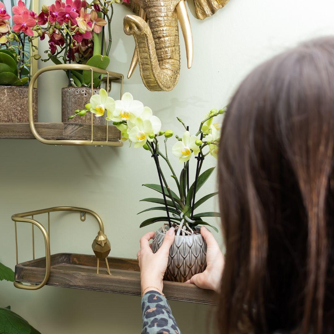 Orchidee gelbe Phalaenopsis-Orchidee Topfgröße Ø9cm|blühende Zimmerpflanze - frisch vom Züchter