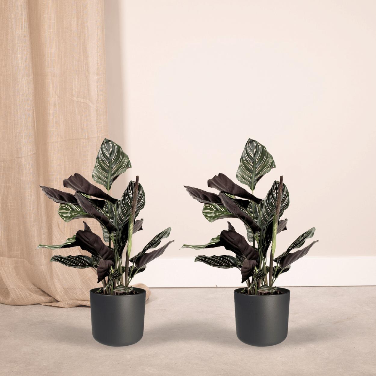 2x Calathea Ornata - pauwenplant - 50cm - ø14