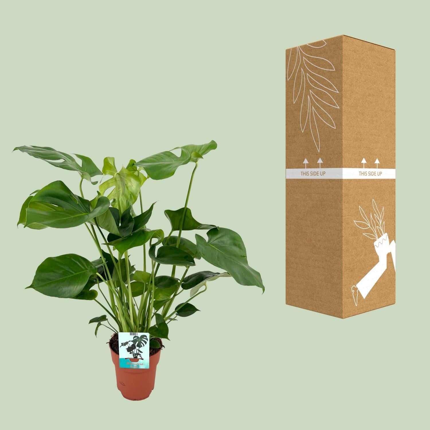 Monstera Deliciosa – Lochpflanze – 65 cm – Ø21 – Ø19 cm – 60 cm