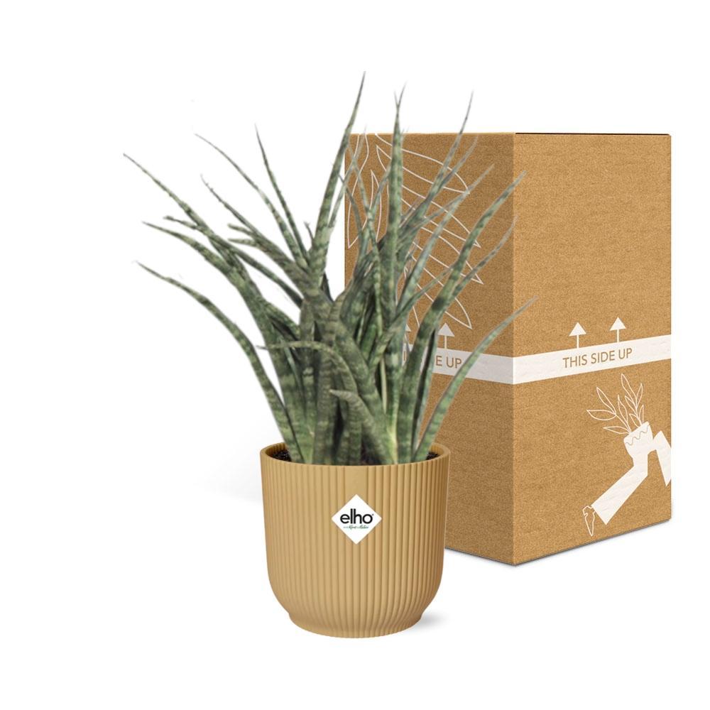 Schwiegermutterzunge - Sansevieria Fernwood Punk in ELHO Vibes Fold 14cm geel Topf gelb