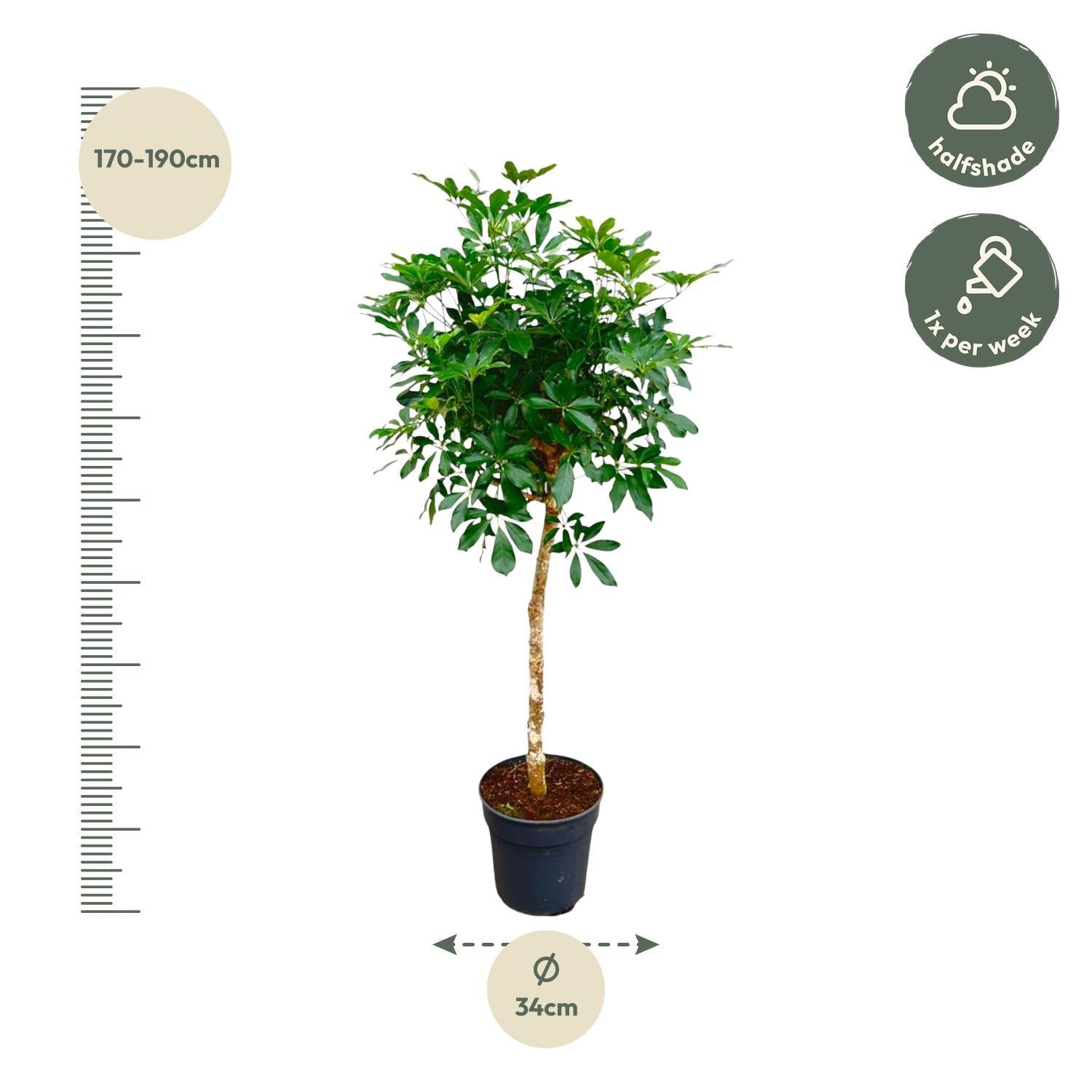 Schefflera mit stamm - 180cm - ø34