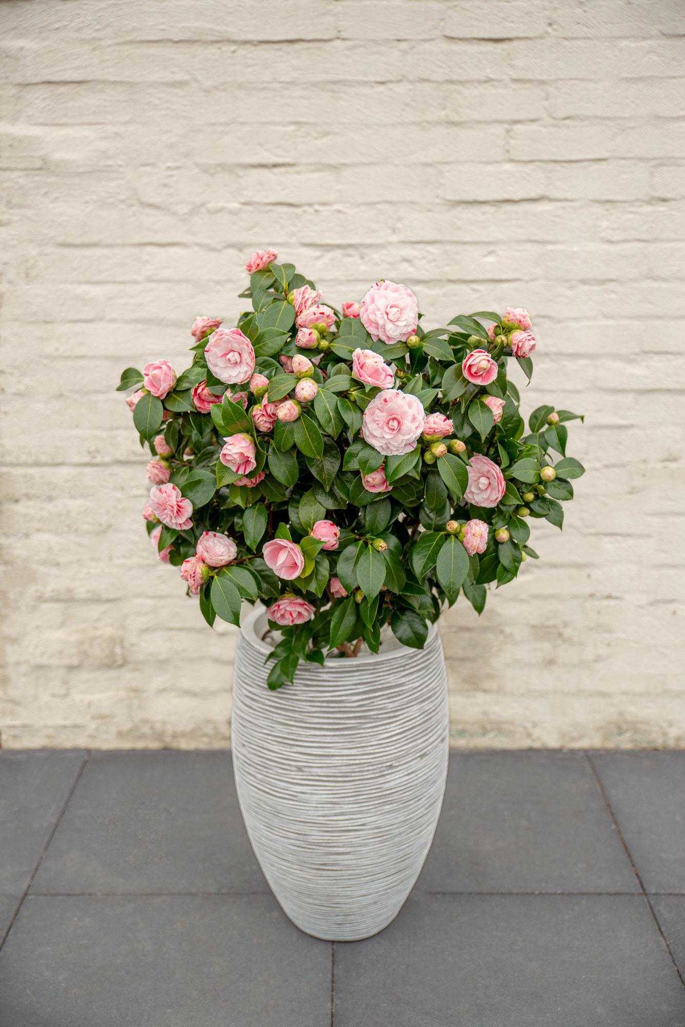 Japanische Kamellie Bonomiana rosa - Camellia japonica Bonomiana - Ø19 - ↨65cm