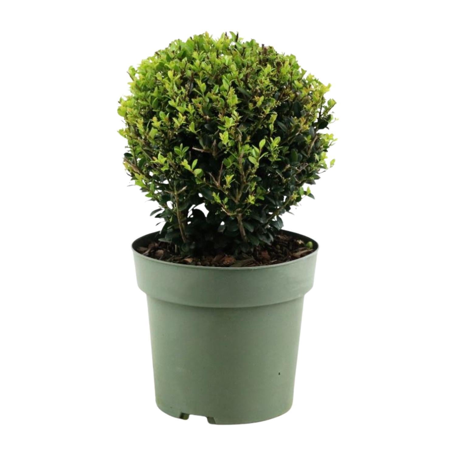 Ilex Crenata 'Jenny'® Bal Ø20cm P17 - Ø17cm - ↕40cm