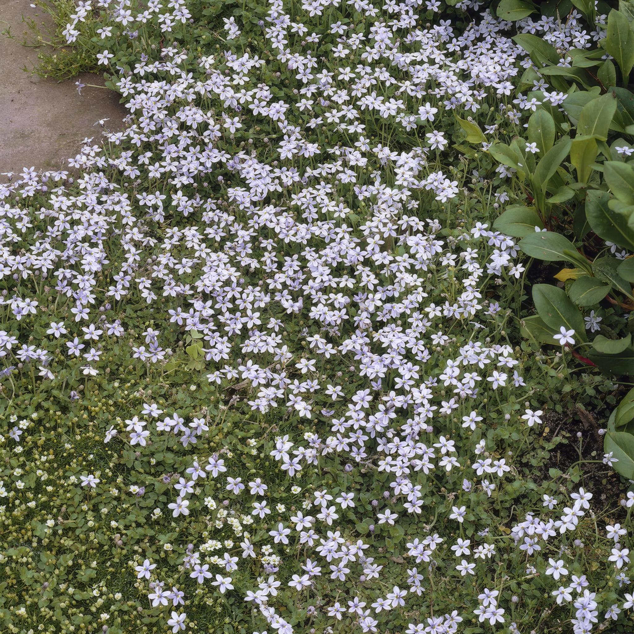 Isotoma fluviatilis - ↕25cm - Ø9cm - 6x