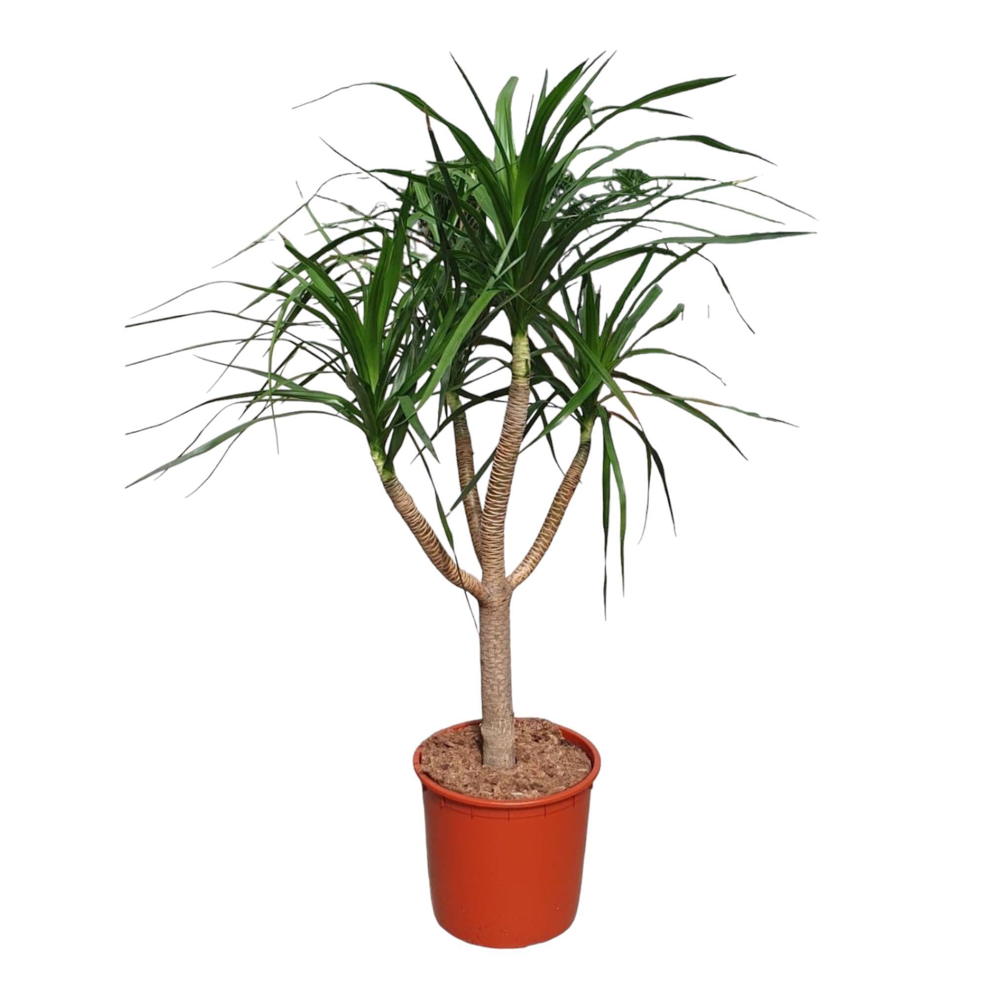 Drachenbaum Draco - Dracaena Draco verzweigt - 160 cm - ø34