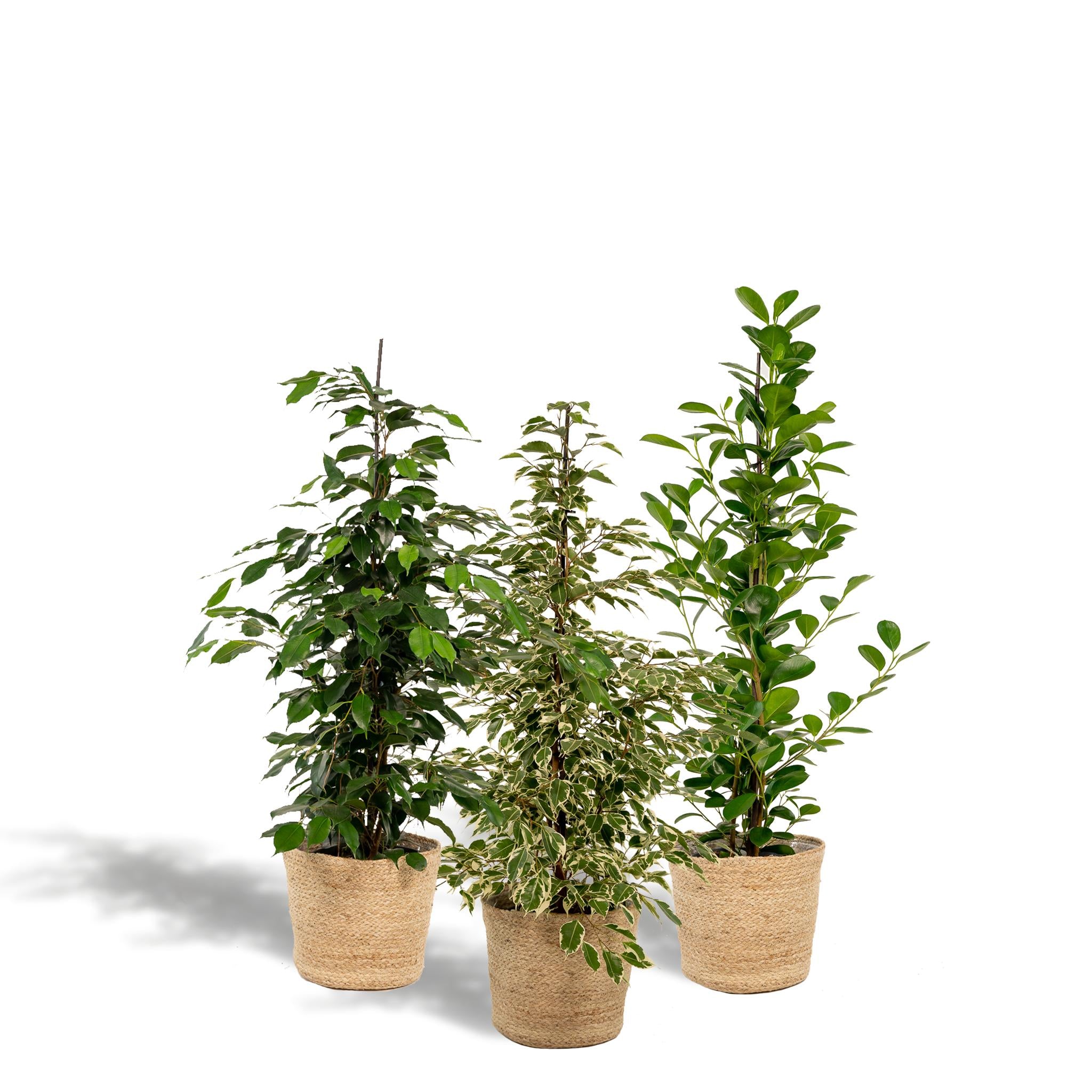 Birkenfeigen Mix - Ficus Benjamina Danielle - Ø21cm - ↕95cm + Ficus Benjamina Twilight - Ø21cm - ↕95cm + Ficus Microcarpa Moclame - Ø21cm - ↕95cm + Korb Selin