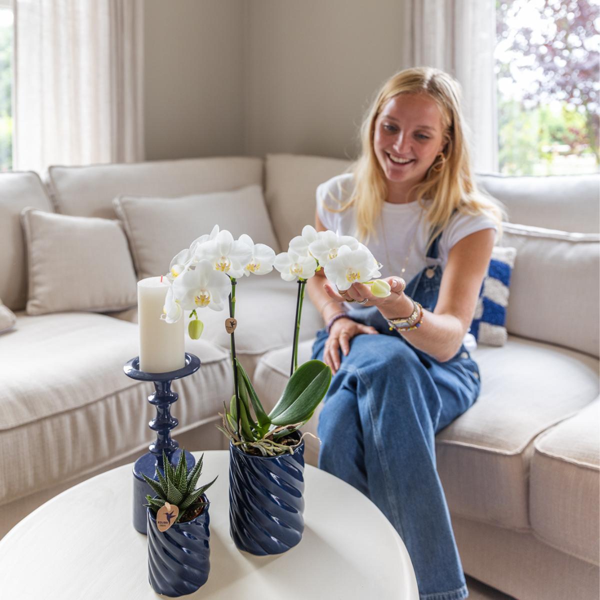 Orchidee  Set weiße Amabilis-Orchidee und Sukkulente in Candy Dekotopf blau - Topfgröße Ø9cm & Ø6cm | blühende Zimmerpflanze - frisch vom Züchter