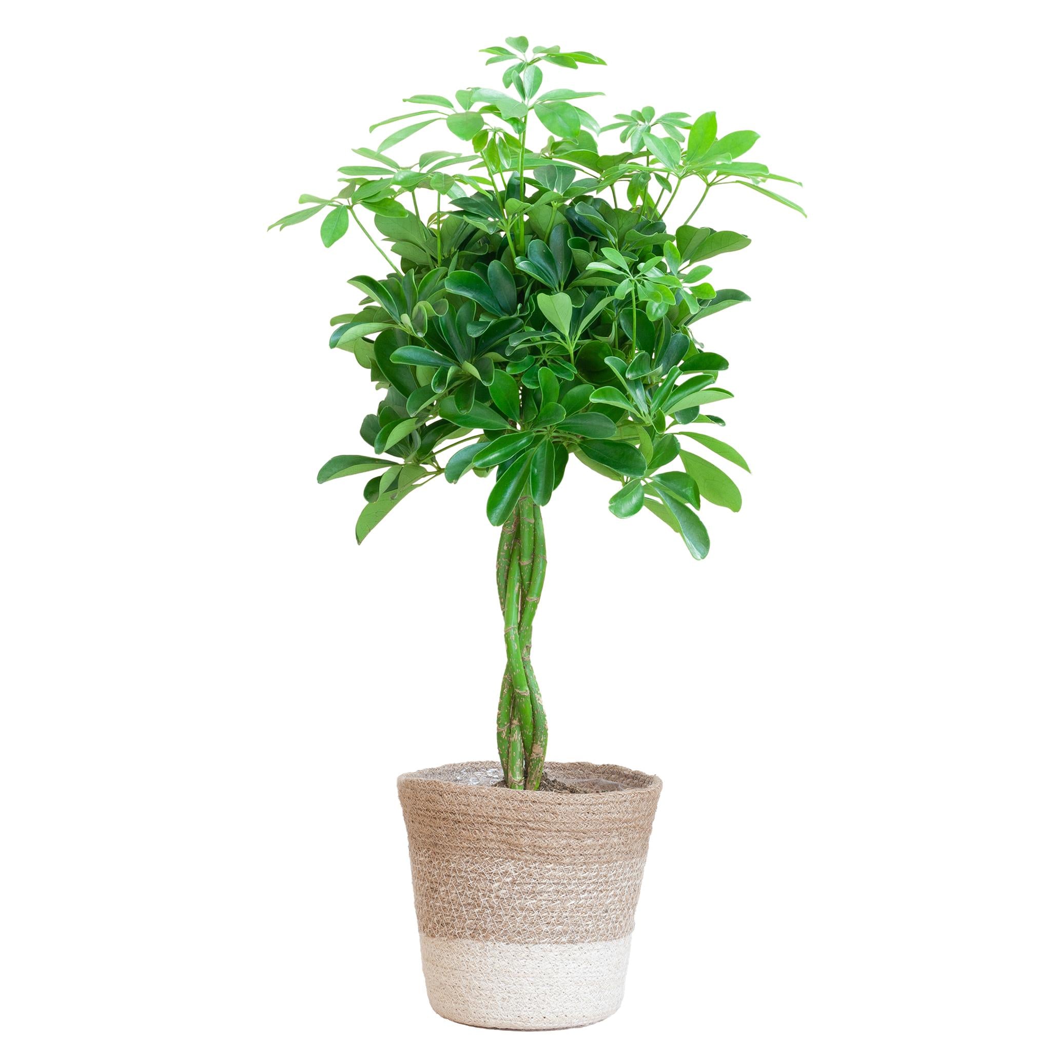 Schefflera Arab Nora met plantenmand Lissabon wit - 80cm - Ø19