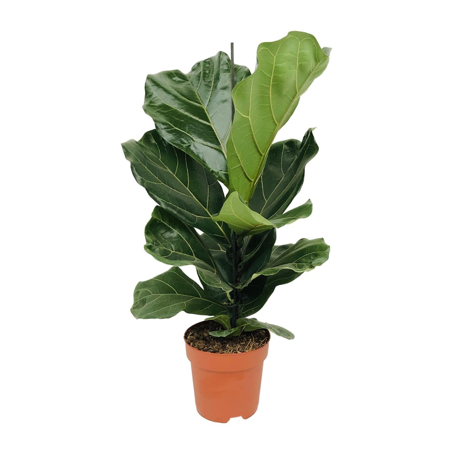 Geigenfeige - Ficus Lyrata - Ø17cm - ↕75cm