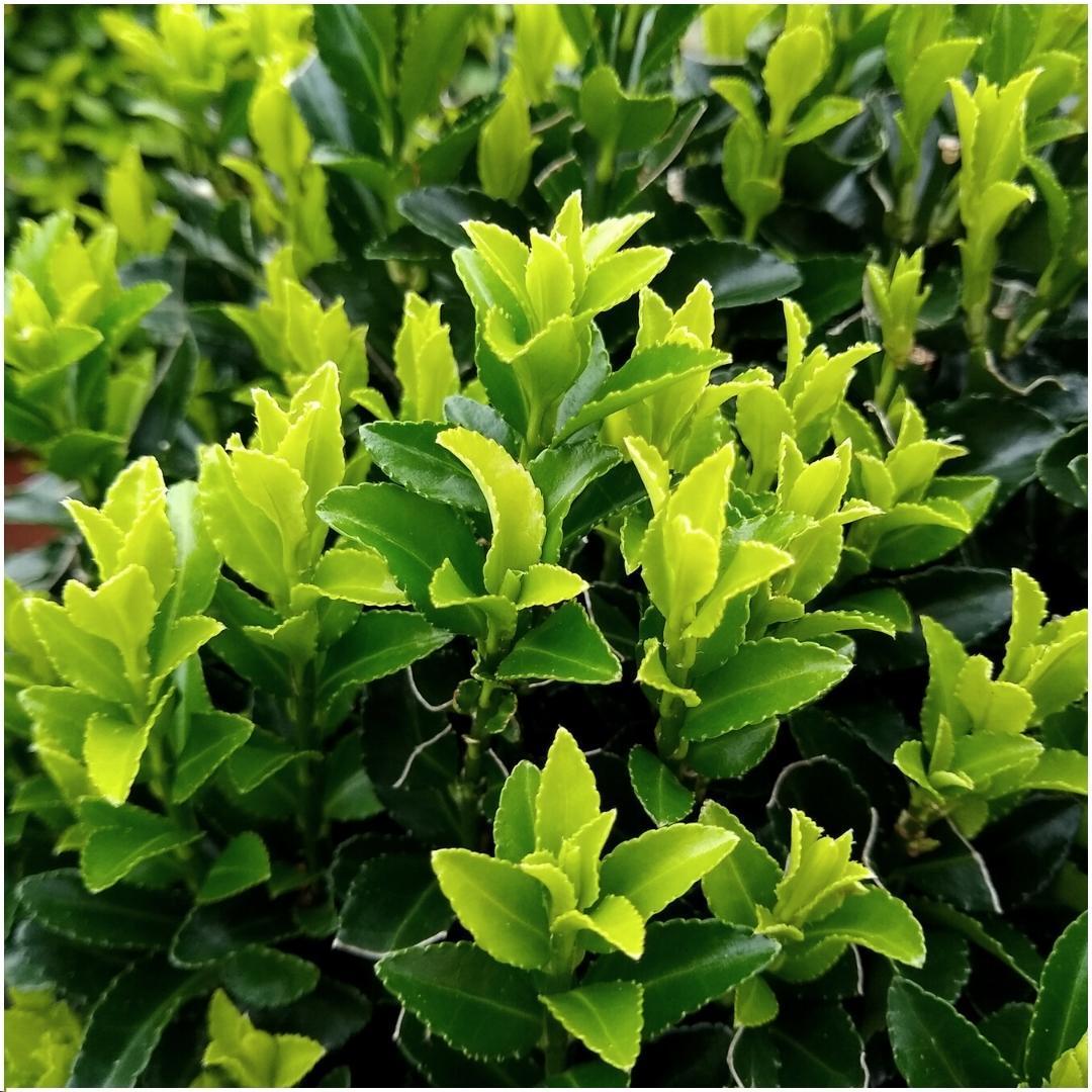 Japanische Spindelstrauch Hecke - Euonymus japonicus 'Green Spire' - Pflanzenset mit 6 winterharten Heckenpflanzen - Immergrüne Hecke