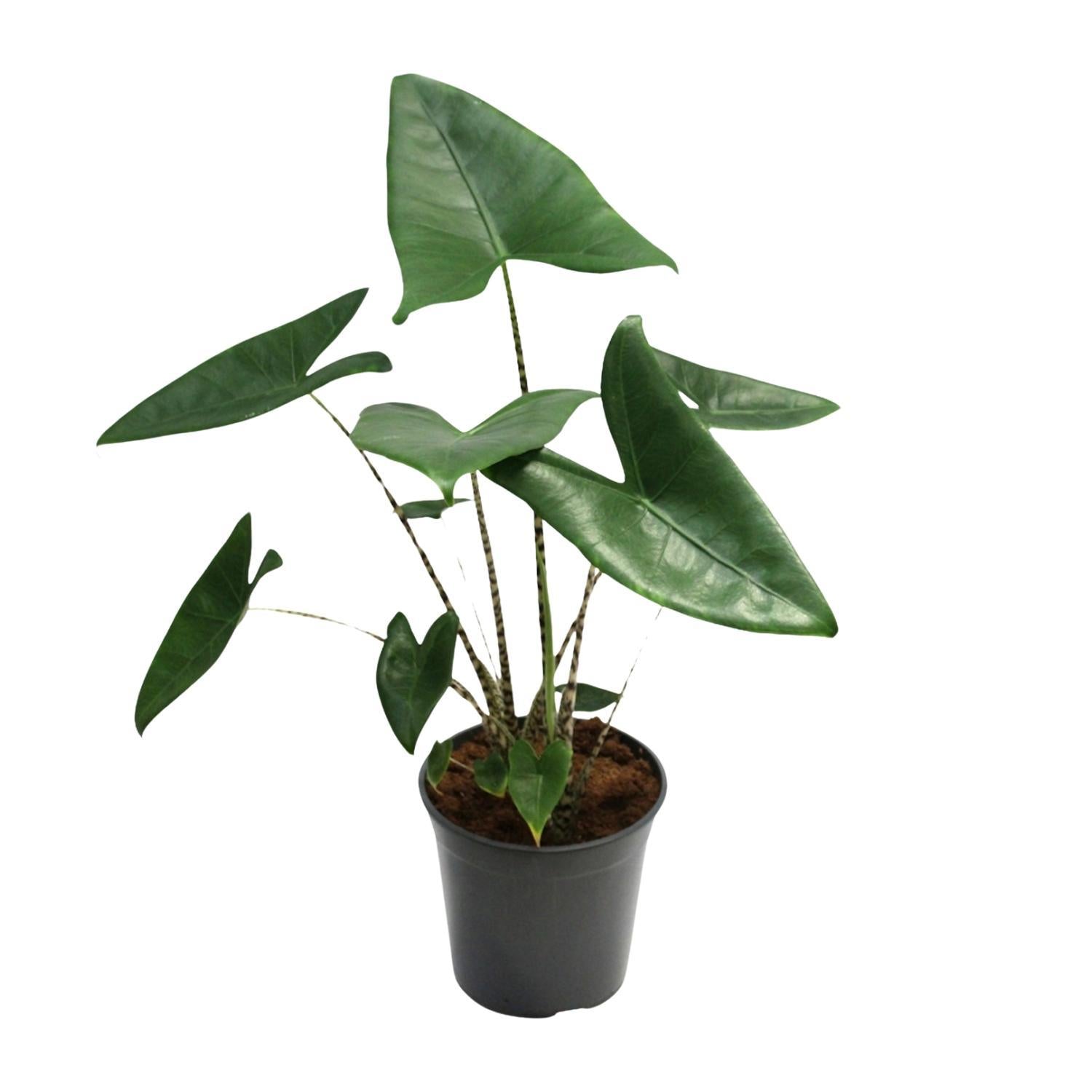 Elefantenohr - Alocasia Zebrina - Ø21cm - ↕80cm