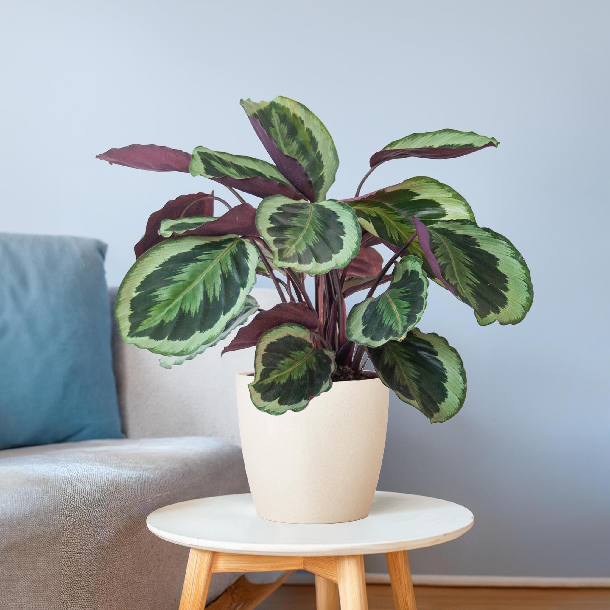 Pfauenpflanze - Calathea Medaillon mit Viber Topf weiß - 65cm - Ø21