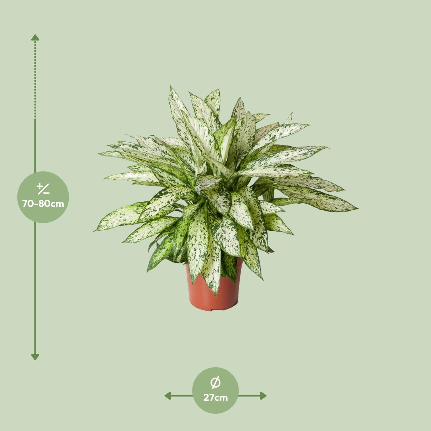 Dieffenbachia Vesuvius - Ø27cm - ↕80cm