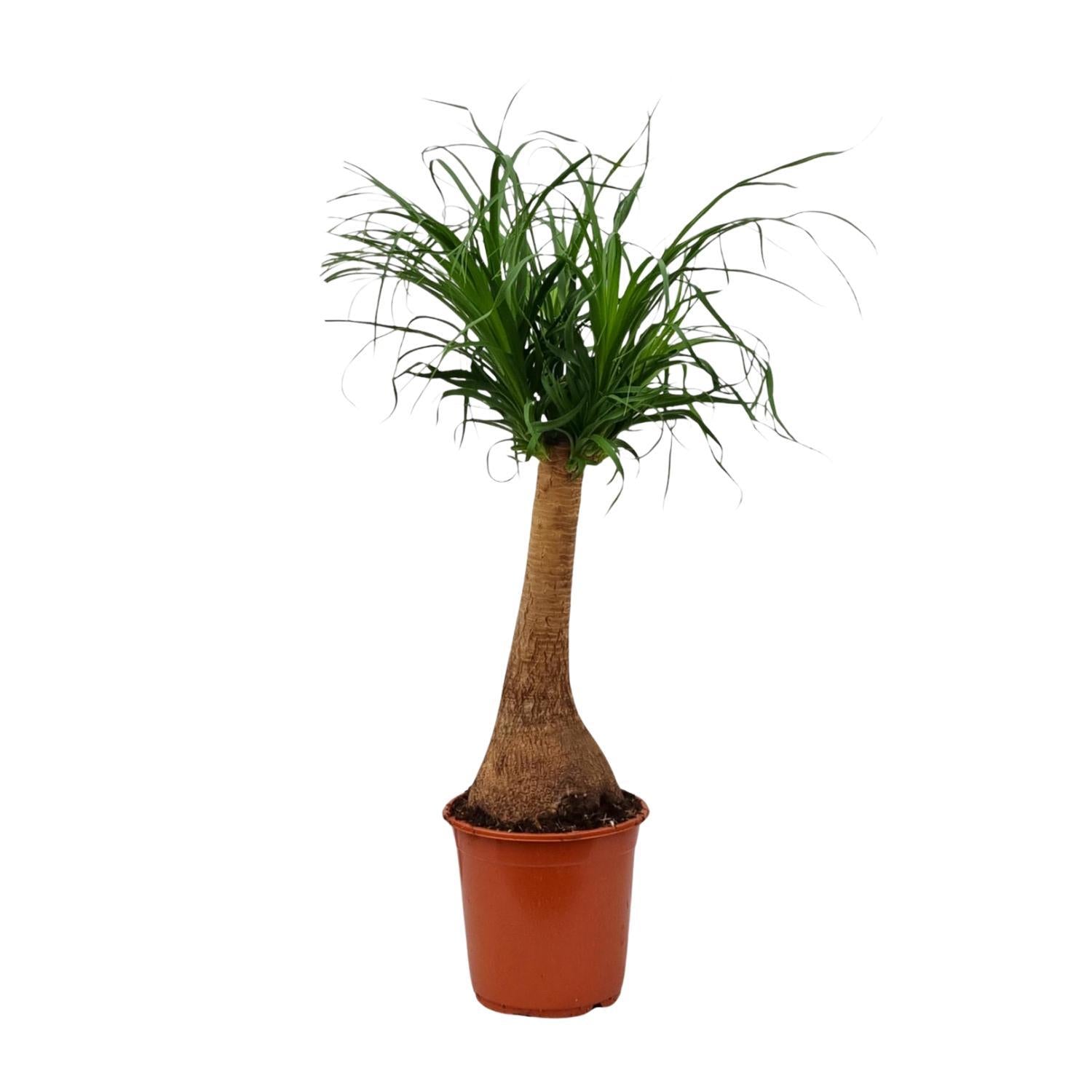 Elefantenfuß - Beaucarnea Recurvata - Ø21cm - ↕65cm