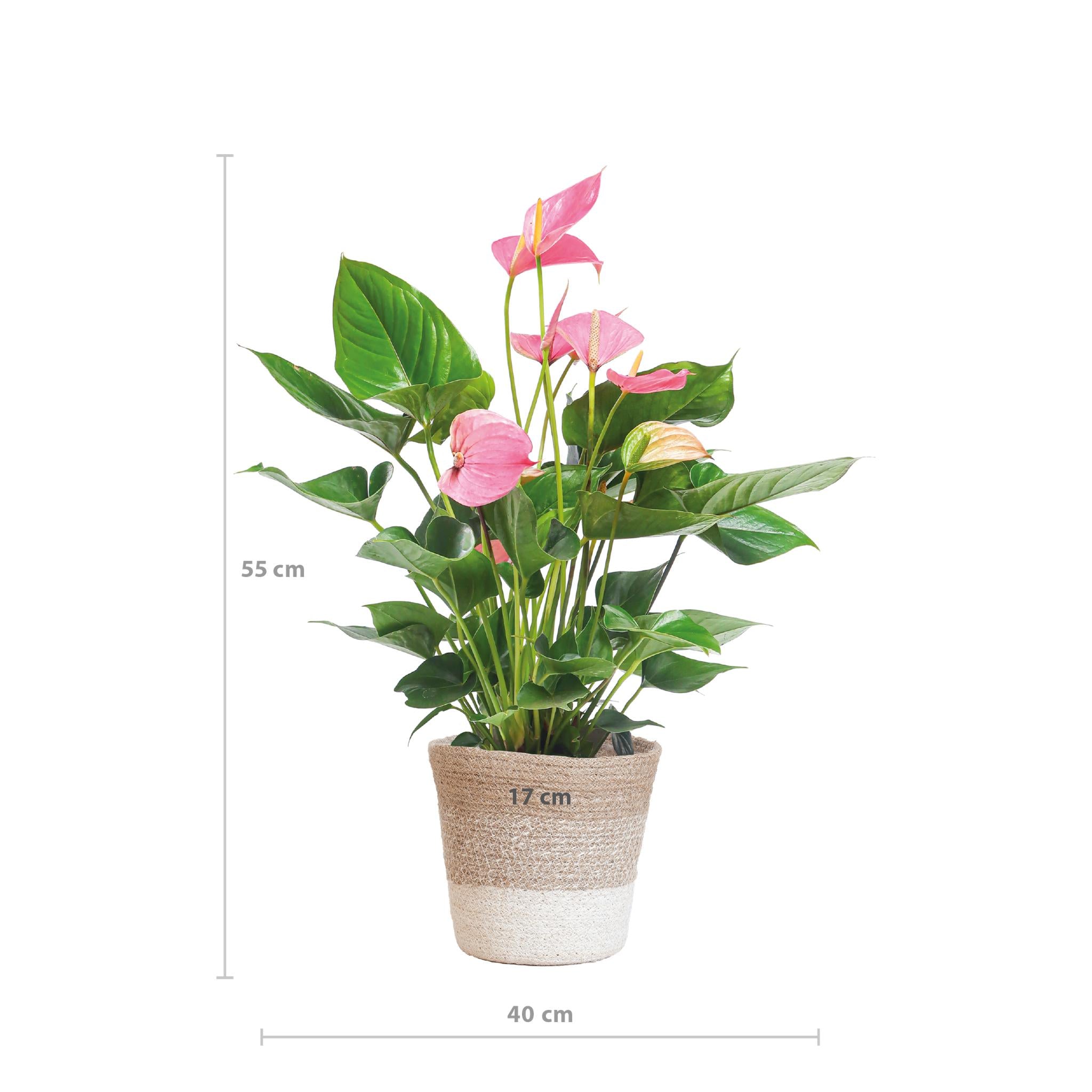 Anthurium Roze Explosie met Lisbon rieten mand - 55cm - Ø17