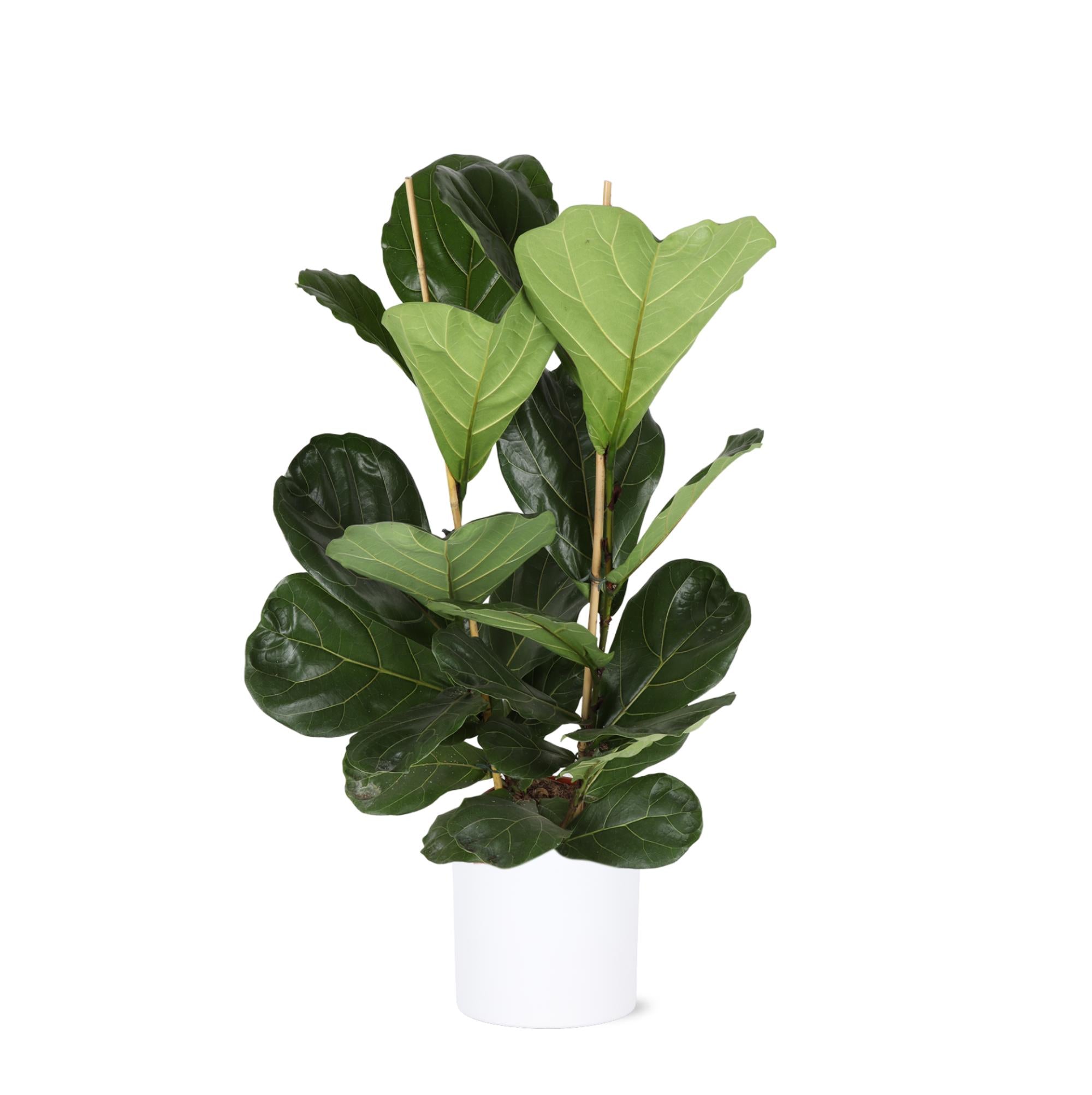 Geigenfeige - Ficus Lyrata - Ø24cm - ↕120cm in Era Topf weiß