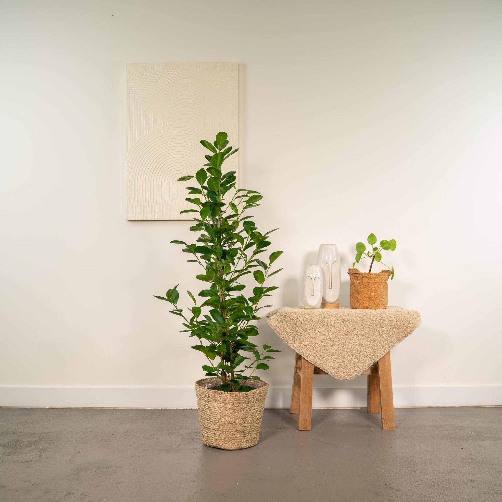 Lorbeerfeige - Ficus microcarpa Moclame - Ø21cm - ↕95cm + Korb Selin