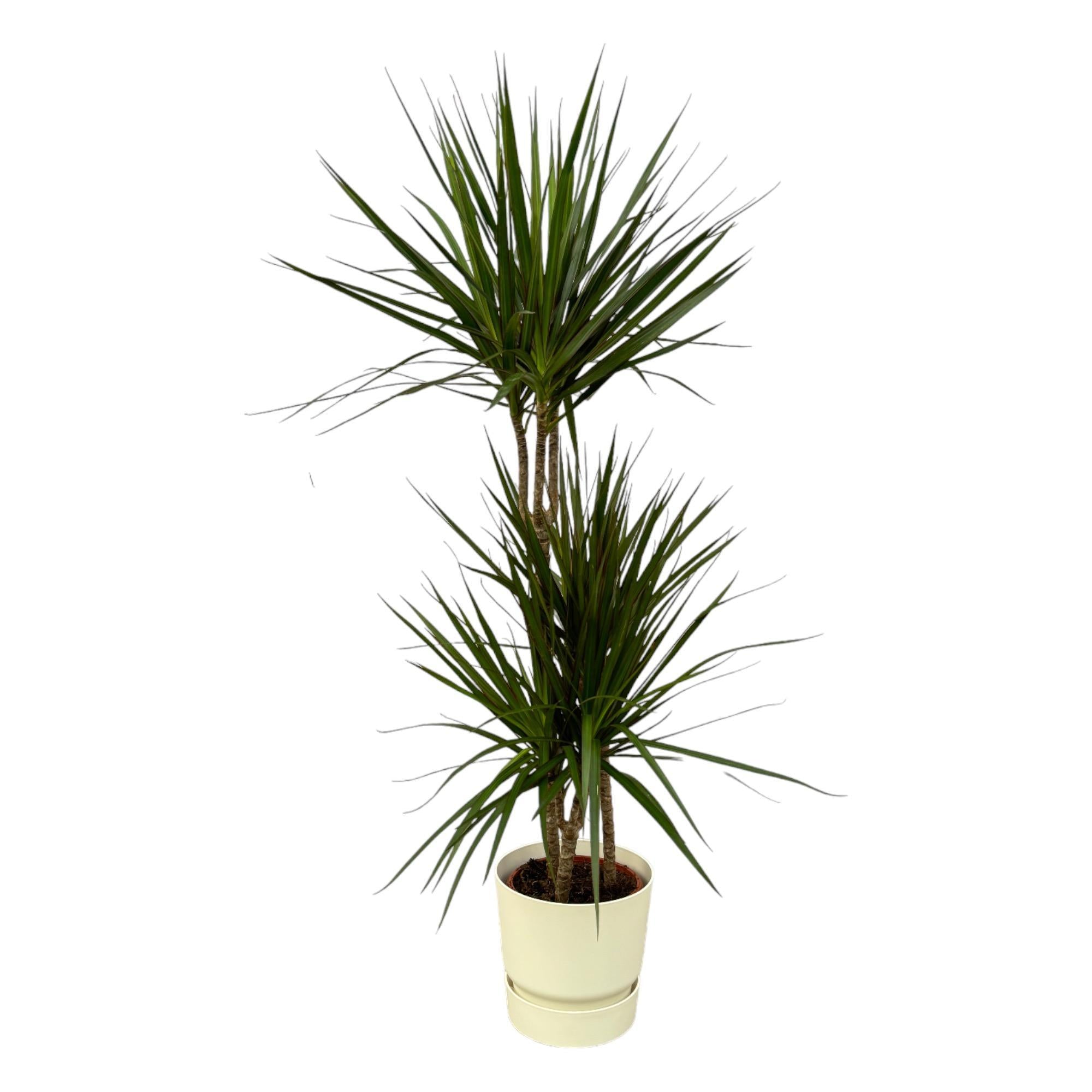 Drachenbaum Marginata - Dracaena Marginata - ↨120cm - Ø21cm inklusive elho Greenville Round Topfweiß D24xH23