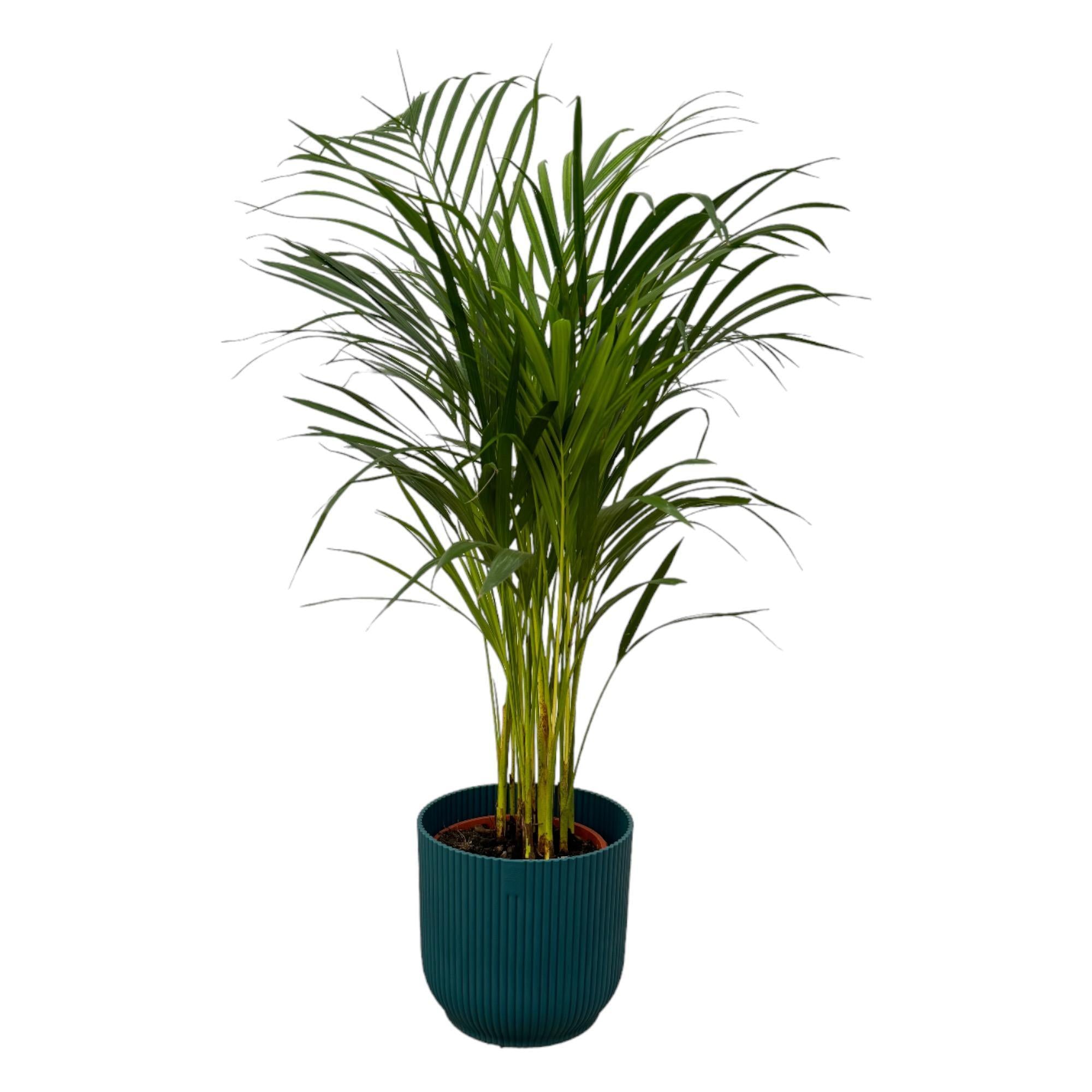 Arecapalme Dypsis lutescens – ↨85 cm – Ø19 cm inklusive elho Vibes Fold Round Topf blau D22xH20