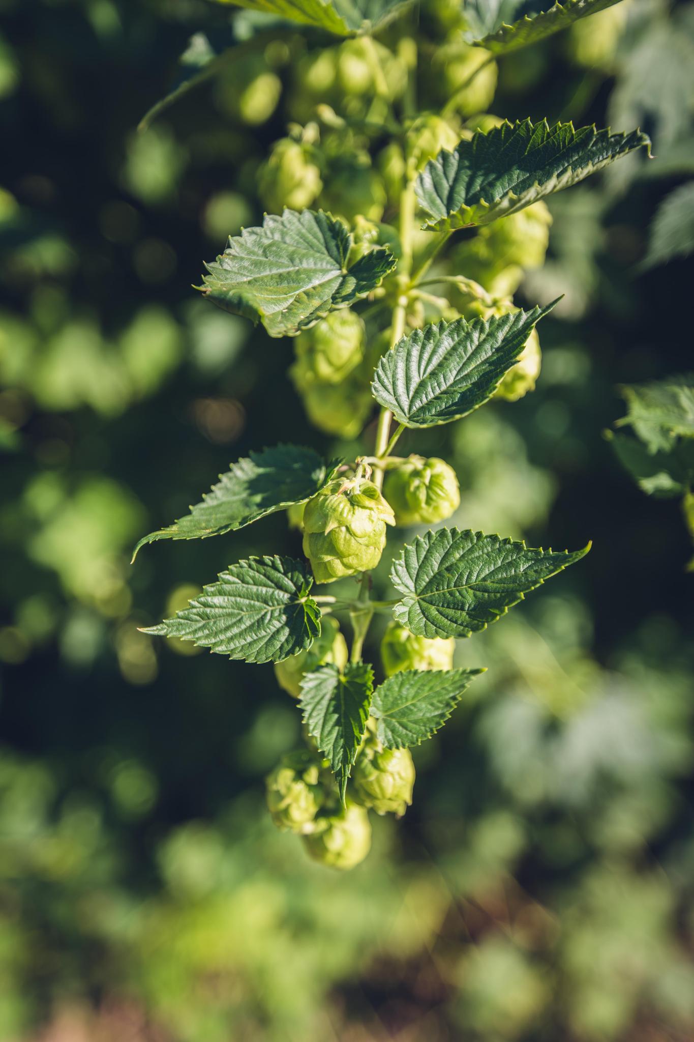 Nordbrau Hopfen - Humulus lupulus 'Nordbrau'