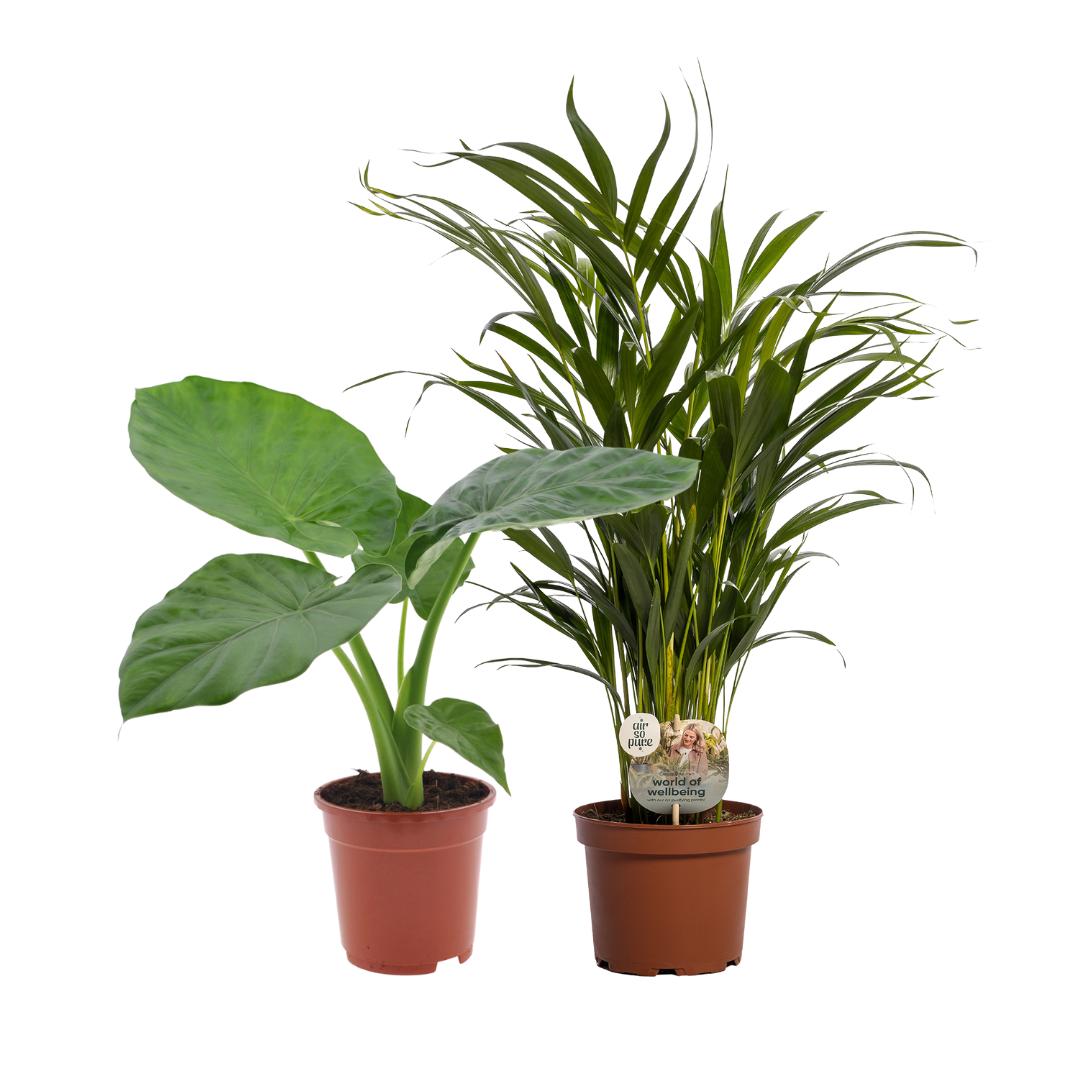 Pflanzen Mix - Alocasia Macrorrhiza/Dypsis Lutescens Duo - 2 stück - Ø17cm - ↕50-60cm