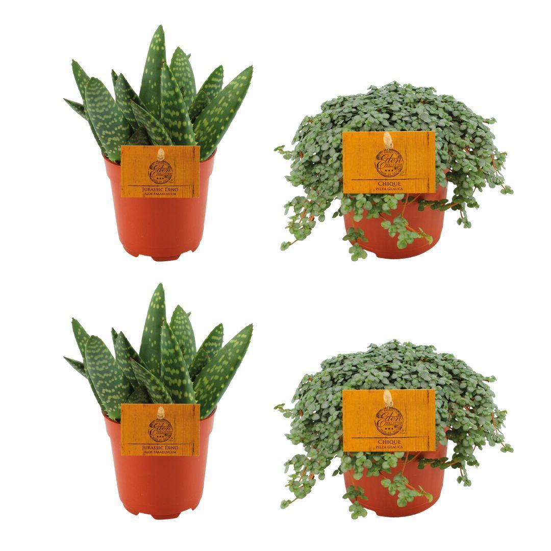 Planzen Mix - Aloe Paradisicum + 2x  Pilea Glauca - 4 stück - Ø10.5cm - ↕10cm