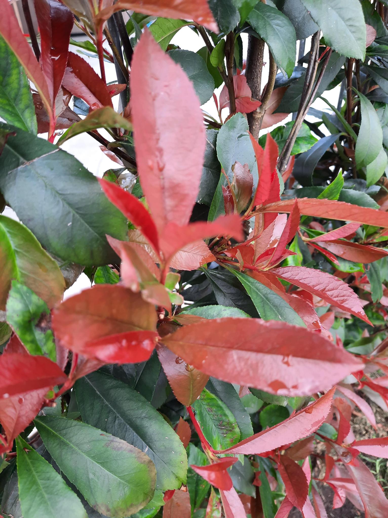 Glanzmispel - Photinia fraseri 'Carré Rouge' - Fertighecke - 120 x 180 cm