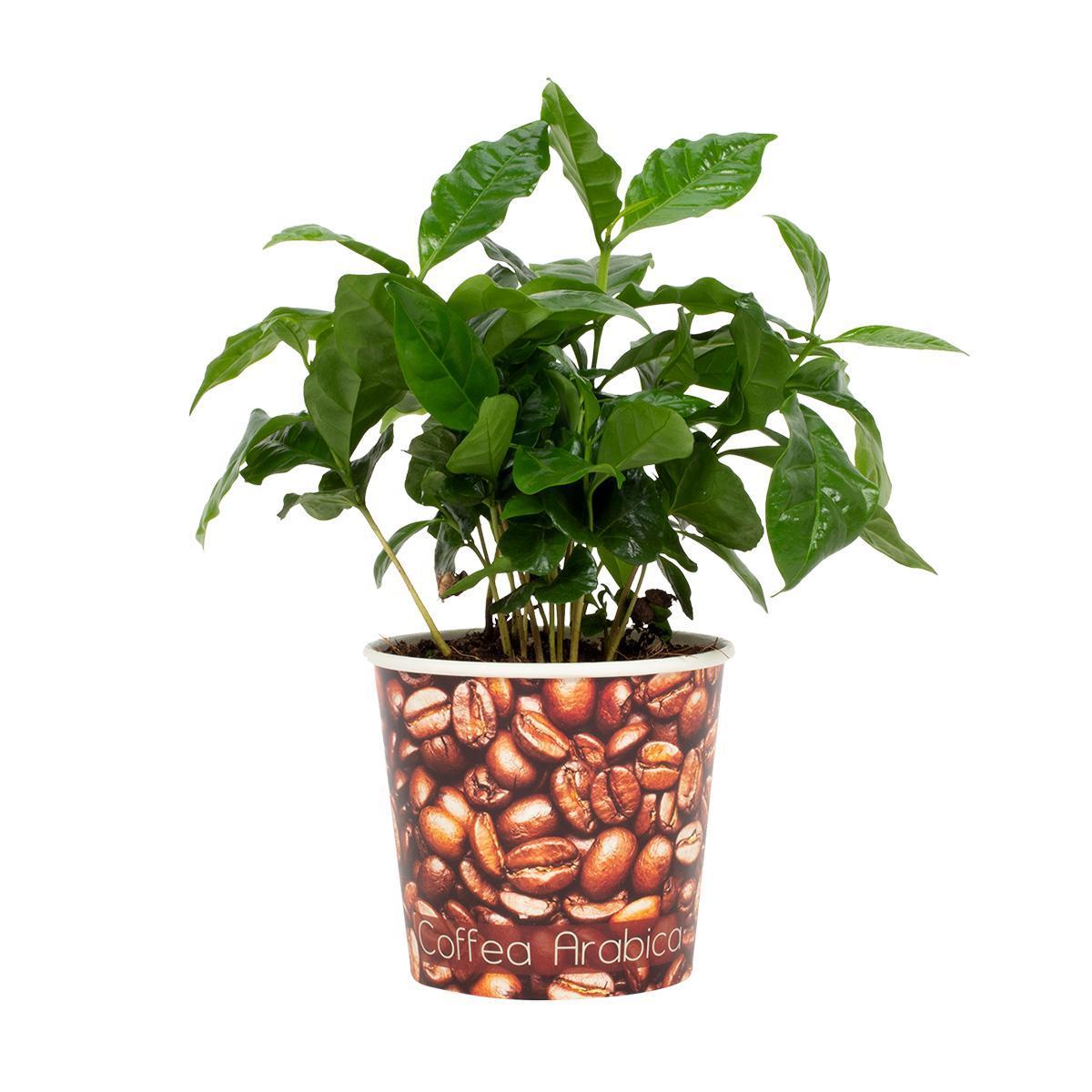 Coffea Arabica - Kaffeepflanze - Kaffeebohnen Topf - Ø12cm - ↕22cm