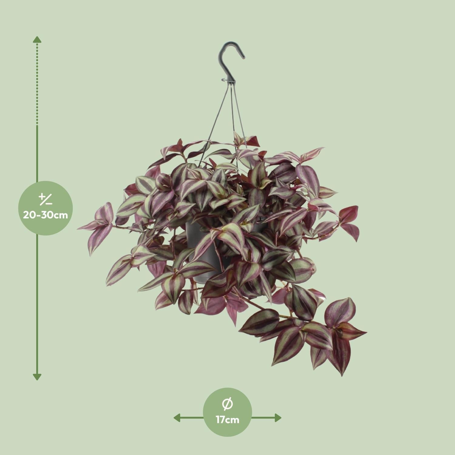 Tradescantia Zebrina Violet - Ø17cm - ↕25cm