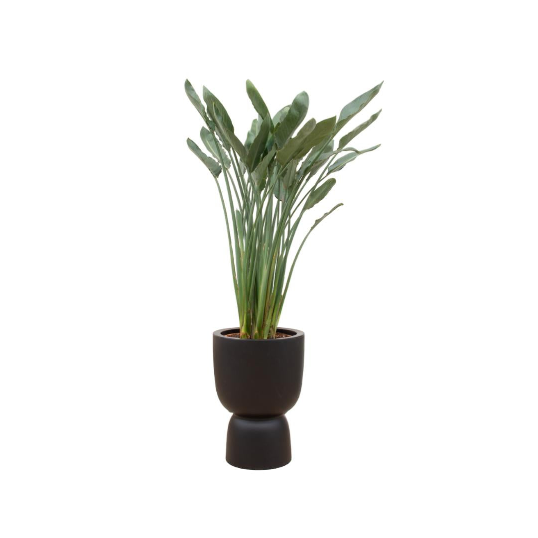 Strelitzia Reginae inclusief elho Pure Coupe Topf schwarz Ø41 - 190 cm