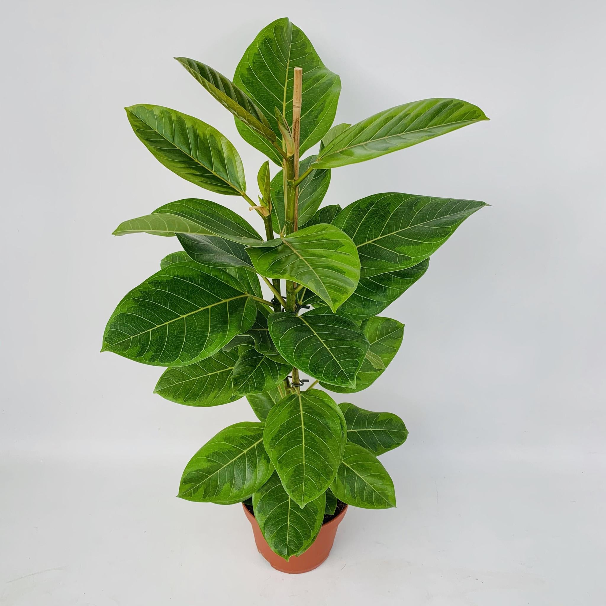 Gummibaum Ficus Altissima - Ø21cm - ↕95cm