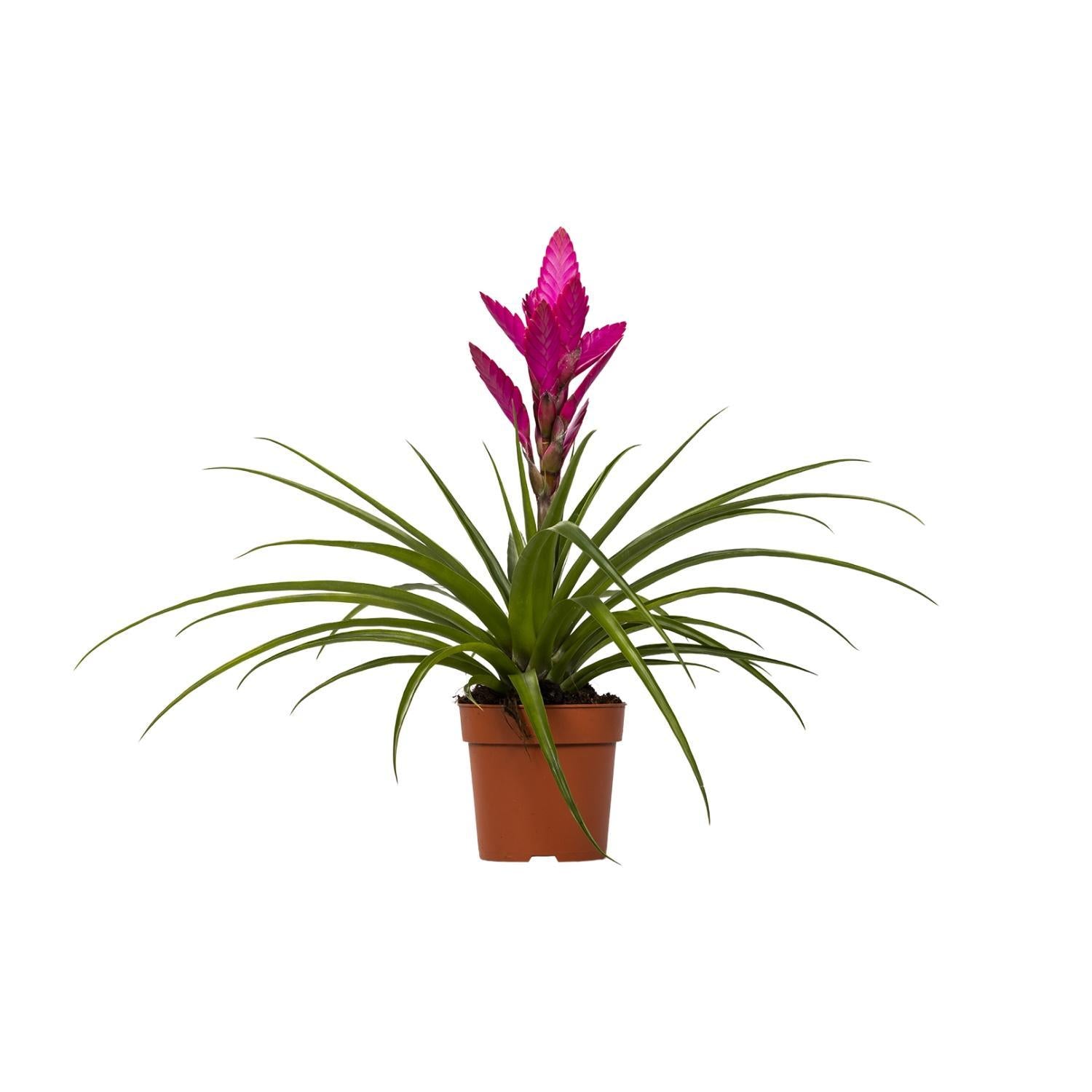 Bromelie - Tillandsia Amira - Ø12cm - ↕45cm