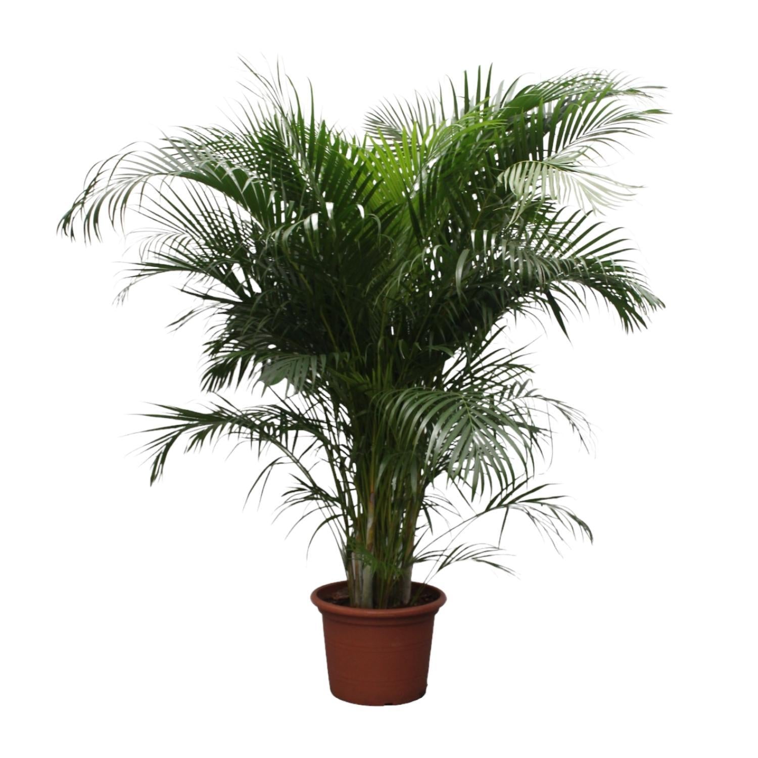 Dypsis Lutescens (Arecapalm) - 230 cm - ø40