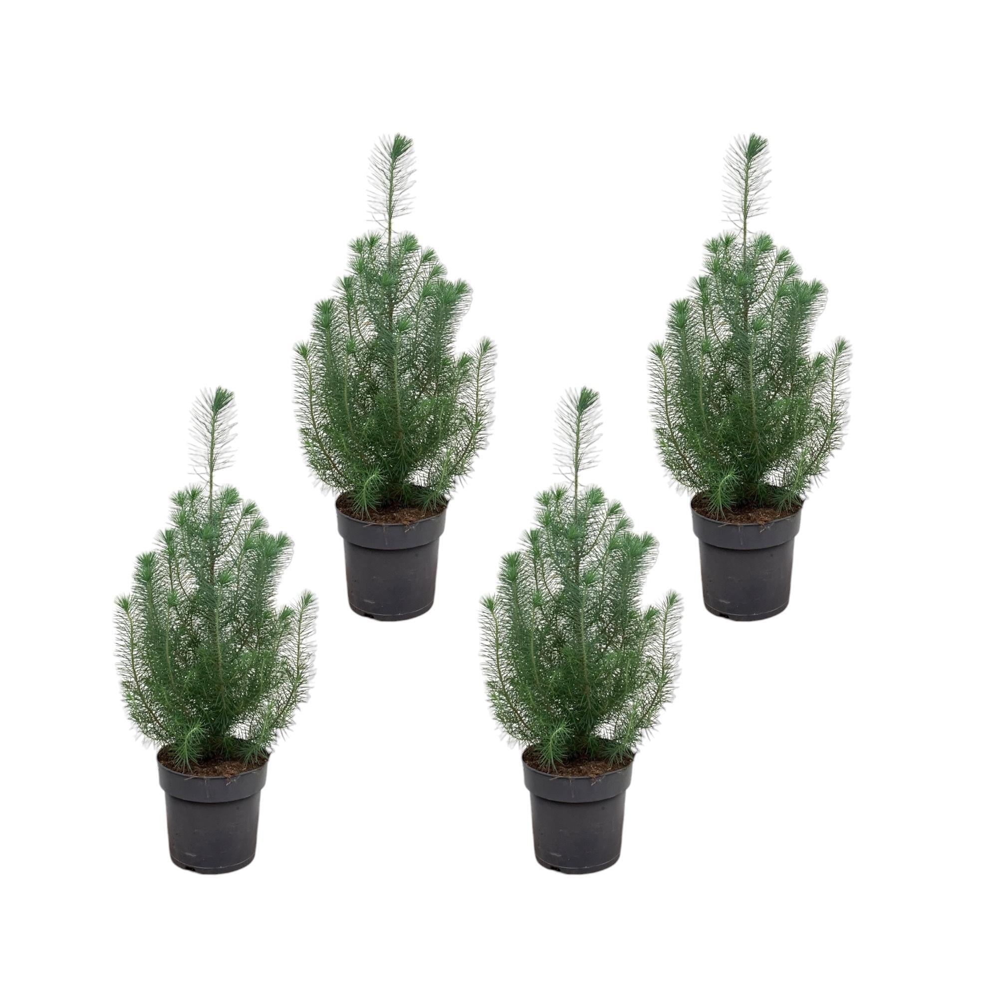 Pinie - Pinus Pinea Silver Crest - 50 cm   4 Stück