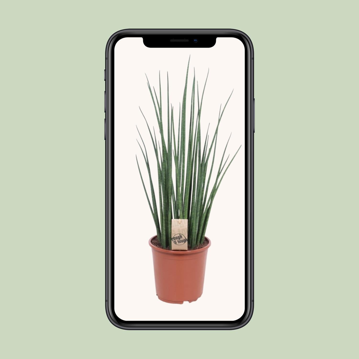 Sansevieria Mikado - Ø19cm - ↕70cm