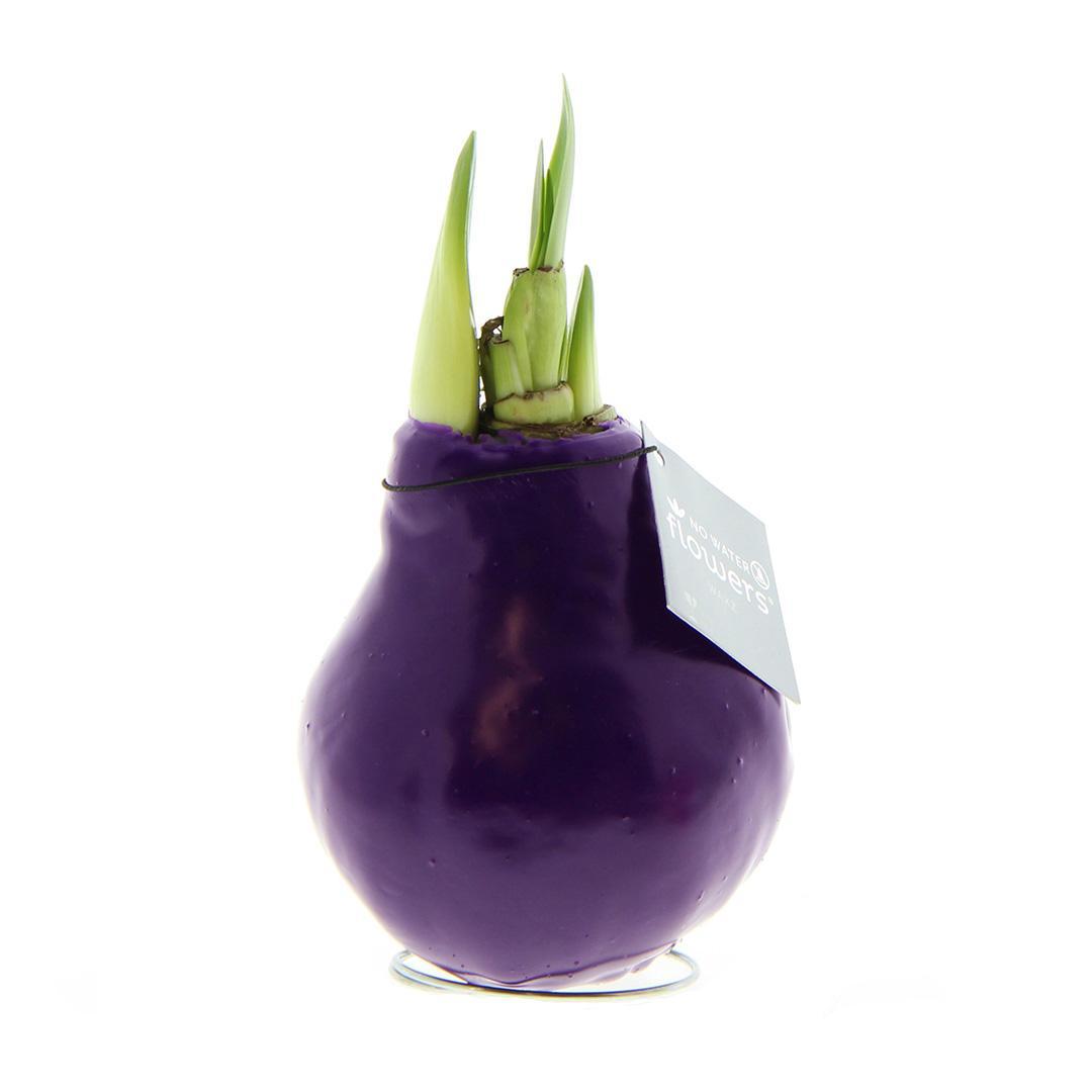 No Water Flowers® (wax amaryllis) | Waxz® Colours - Purple + Red flower