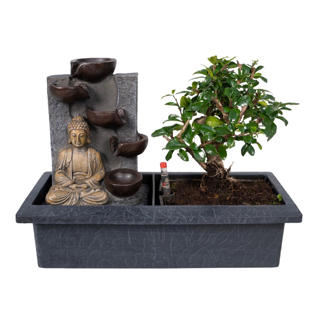 Bonsai Baum Wasserfall ( Buddha ) - Bonsai Waterval (budha) - Ø15cm - ↕30cm